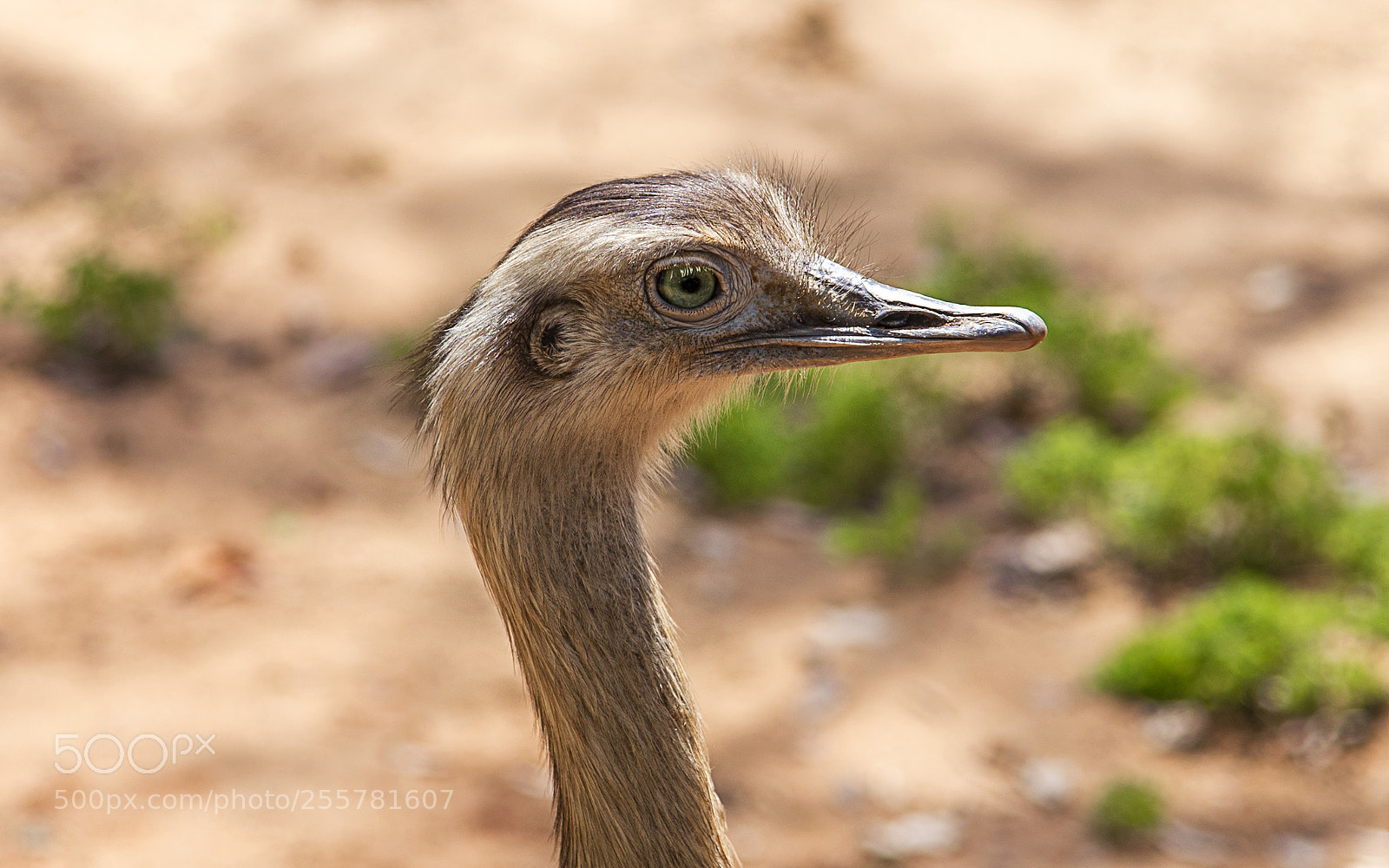 Nikon D600 sample photo. Struthionidae photography