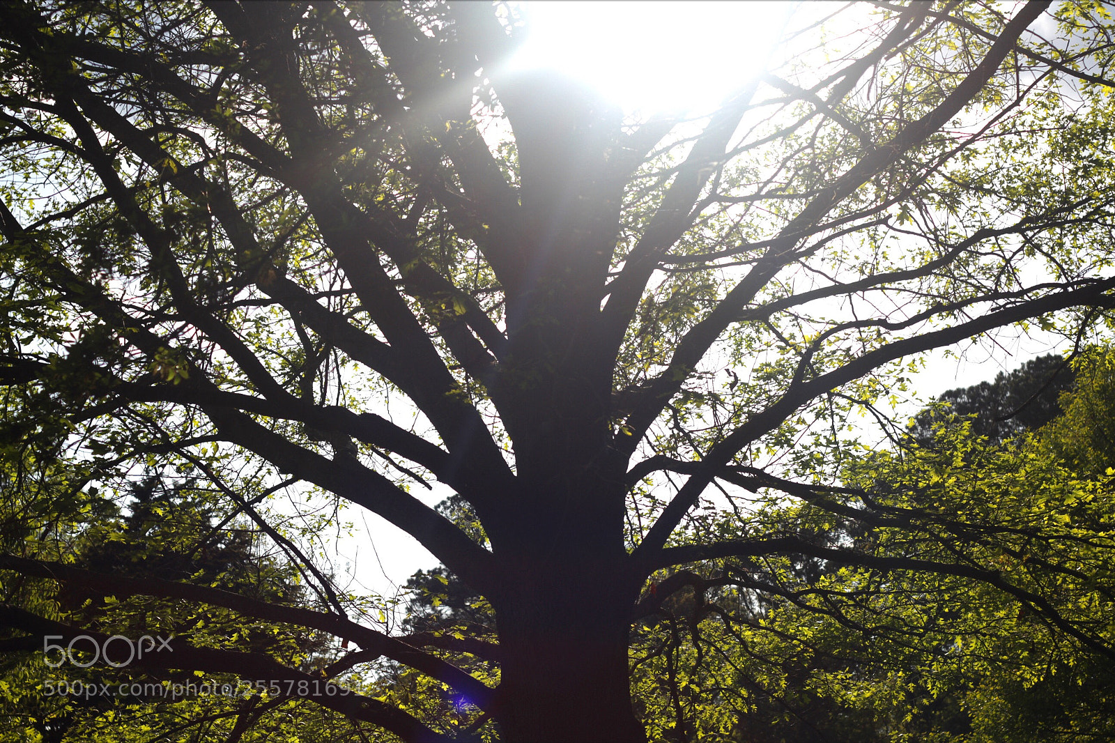 Canon EOS 60D sample photo. Blown out photography