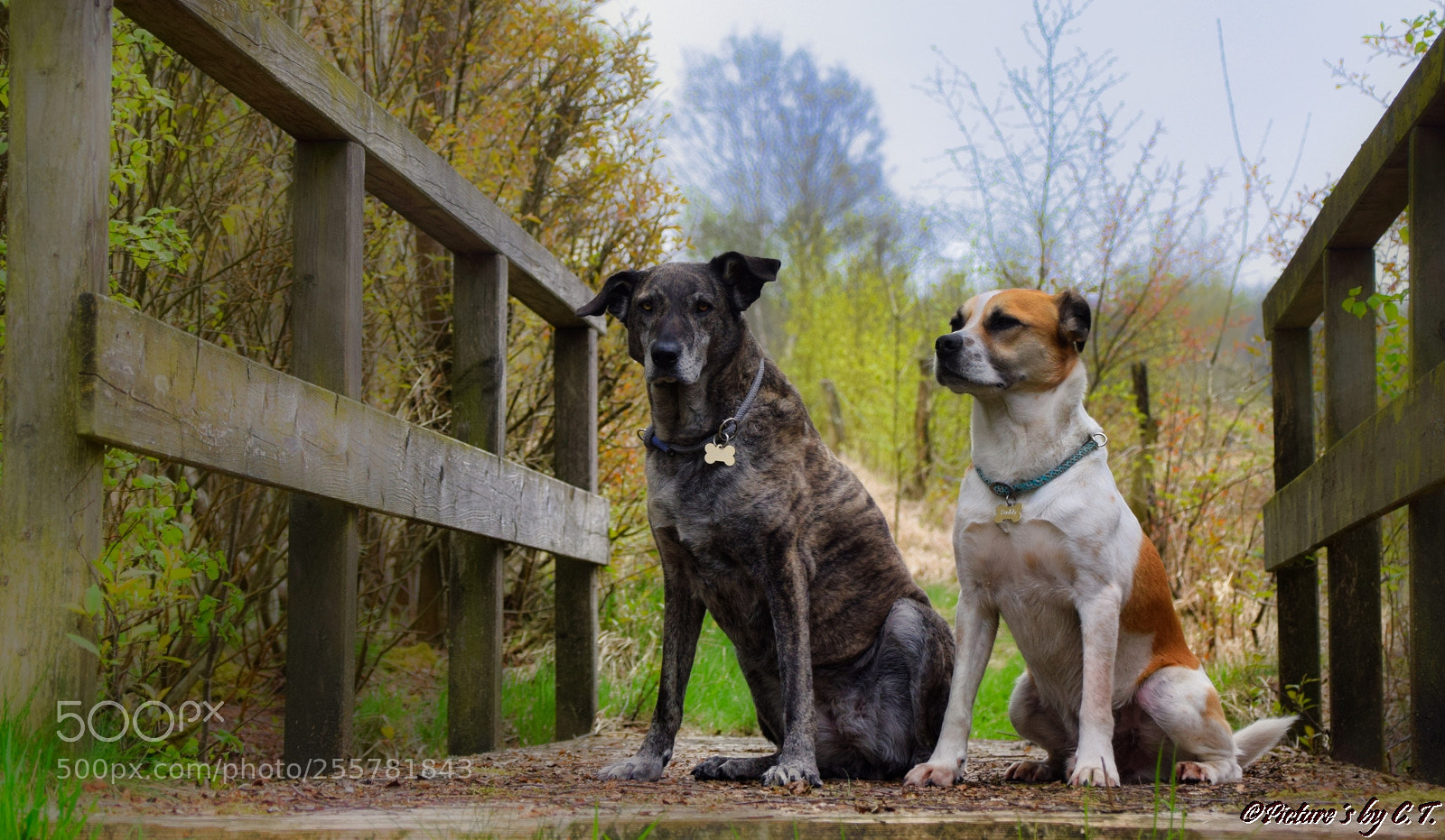Nikon D3300 sample photo. On the bridge photography