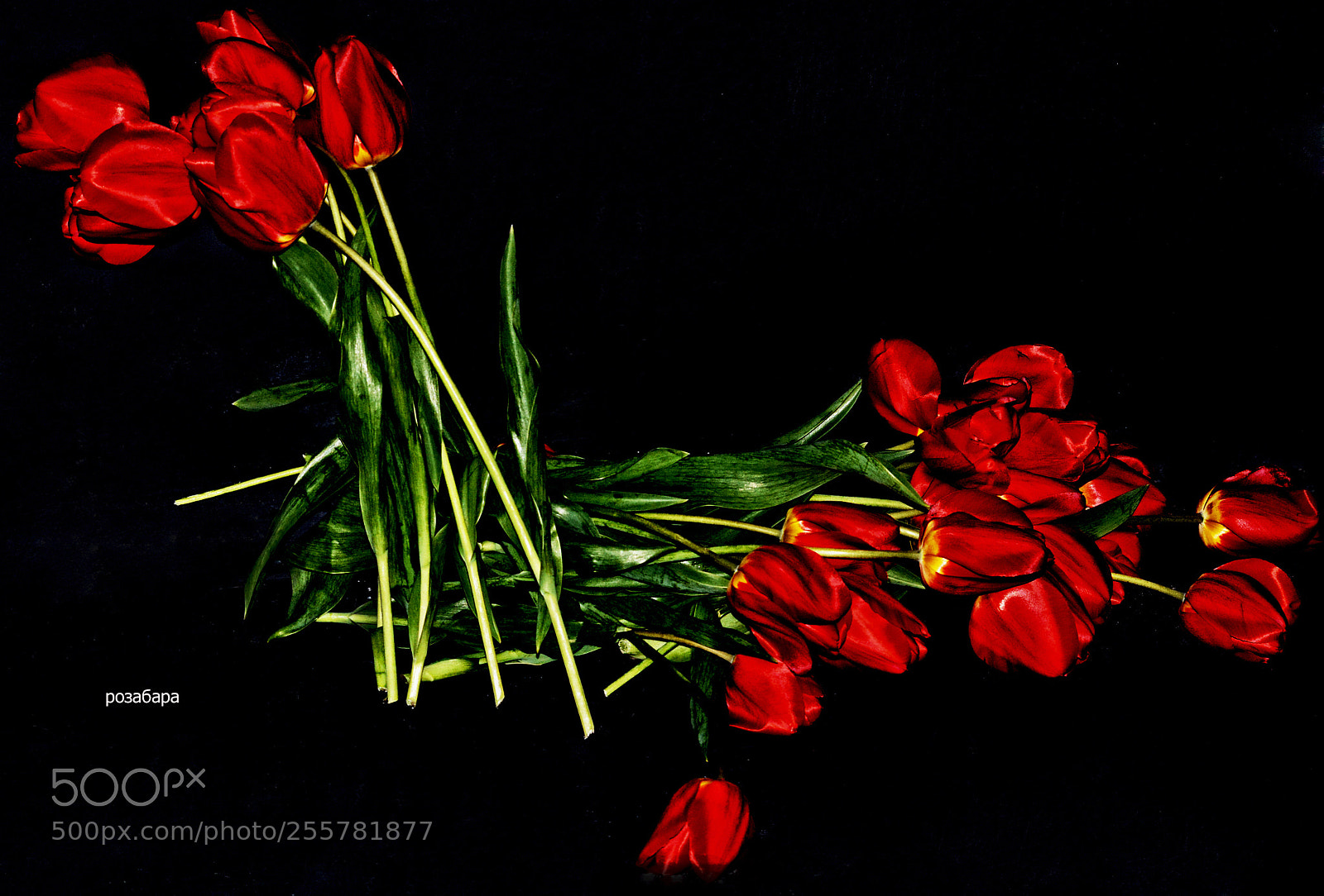 Nikon D3200 sample photo. красное на чёрном photography