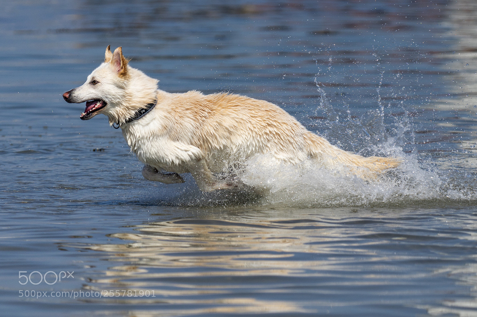 Sony a7 II sample photo. Spring photography