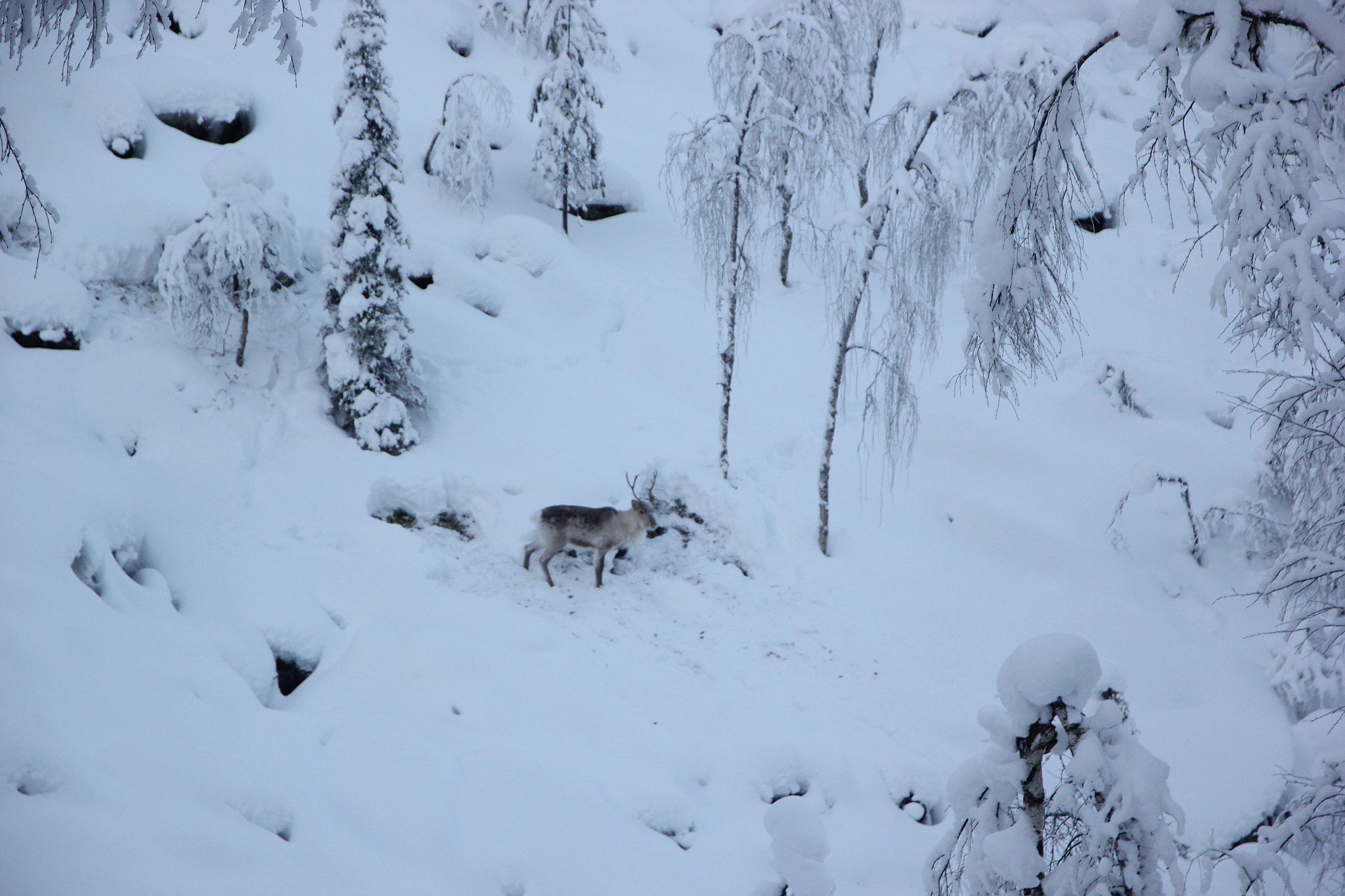 Sigma 17-70mm F2.8-4 DC Macro OS HSM sample photo. Wild rhein deer...... photography