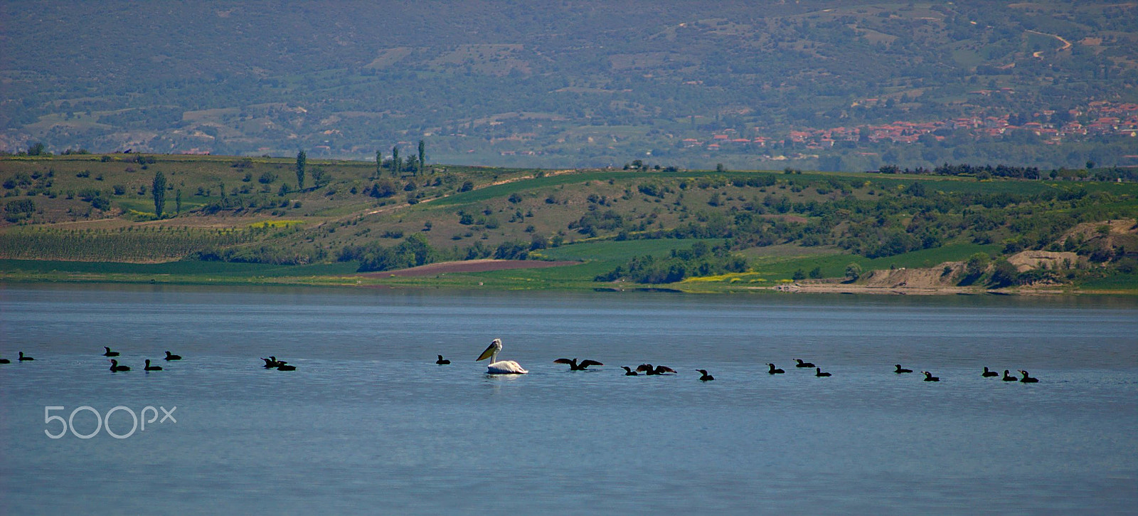 Sigma 50-200mm F4-5.6 DC OS HSM sample photo. Group swimming photography