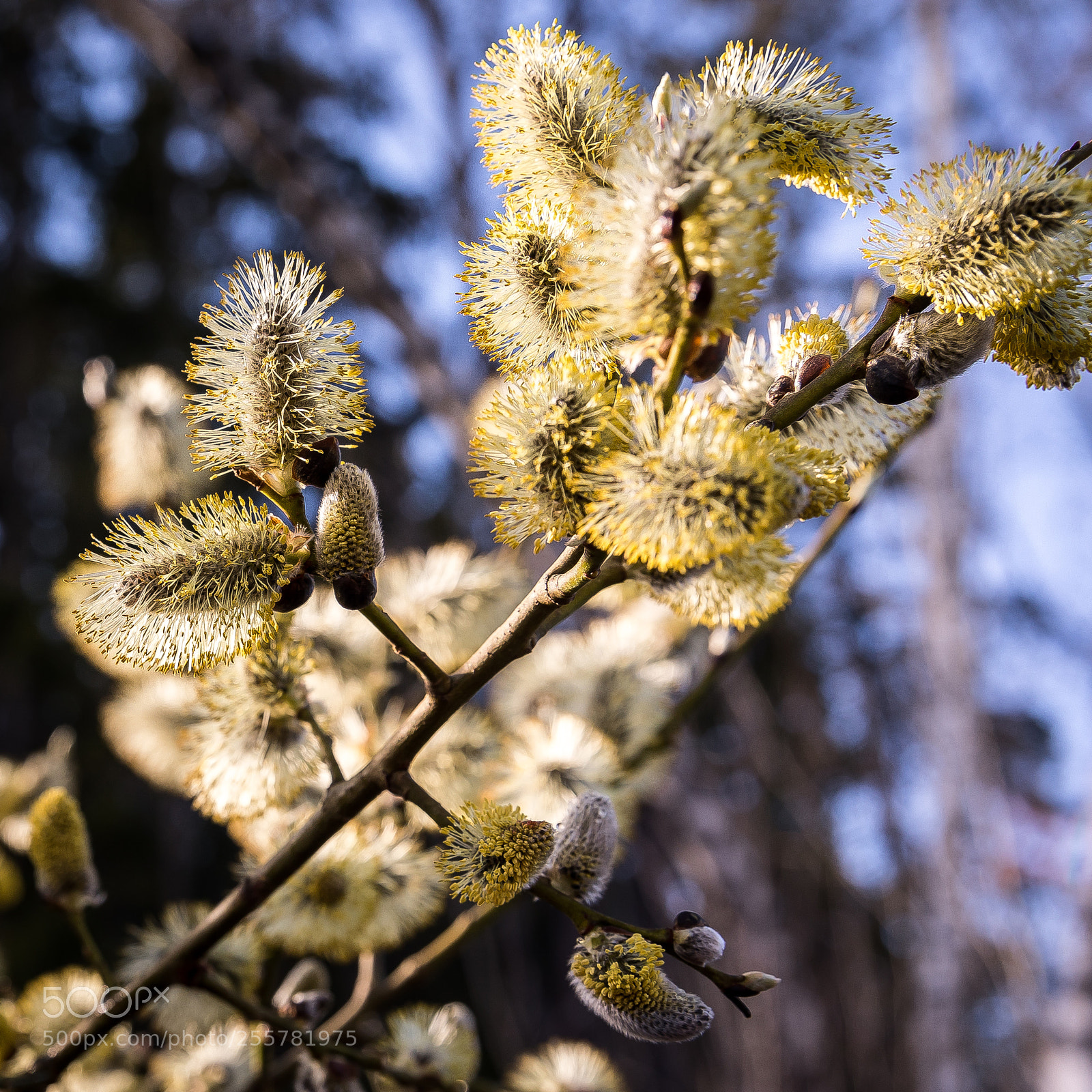 Canon EOS 5D Mark IV sample photo. Ba photography