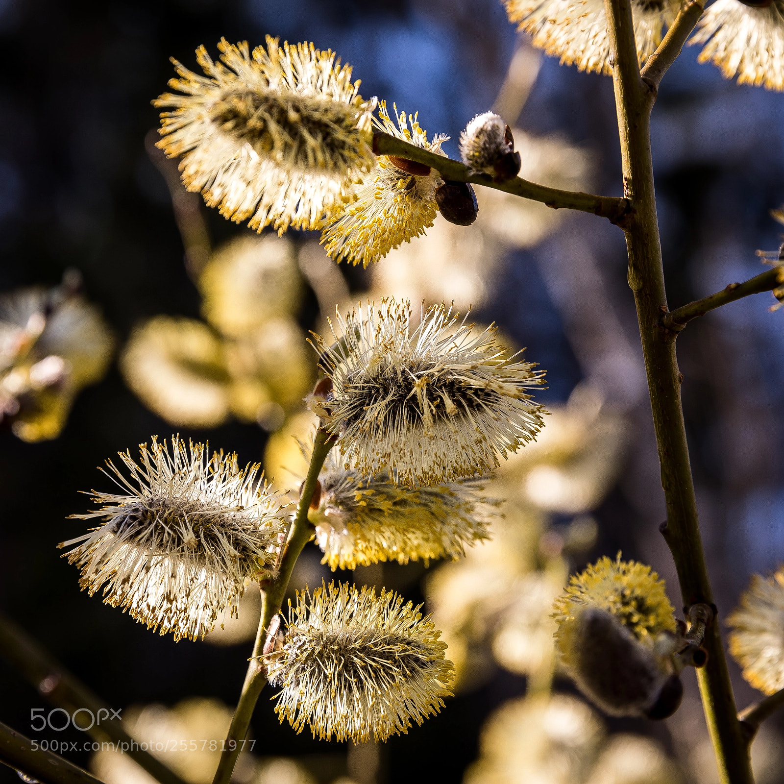 Canon EOS 5D Mark IV sample photo. Ba photography