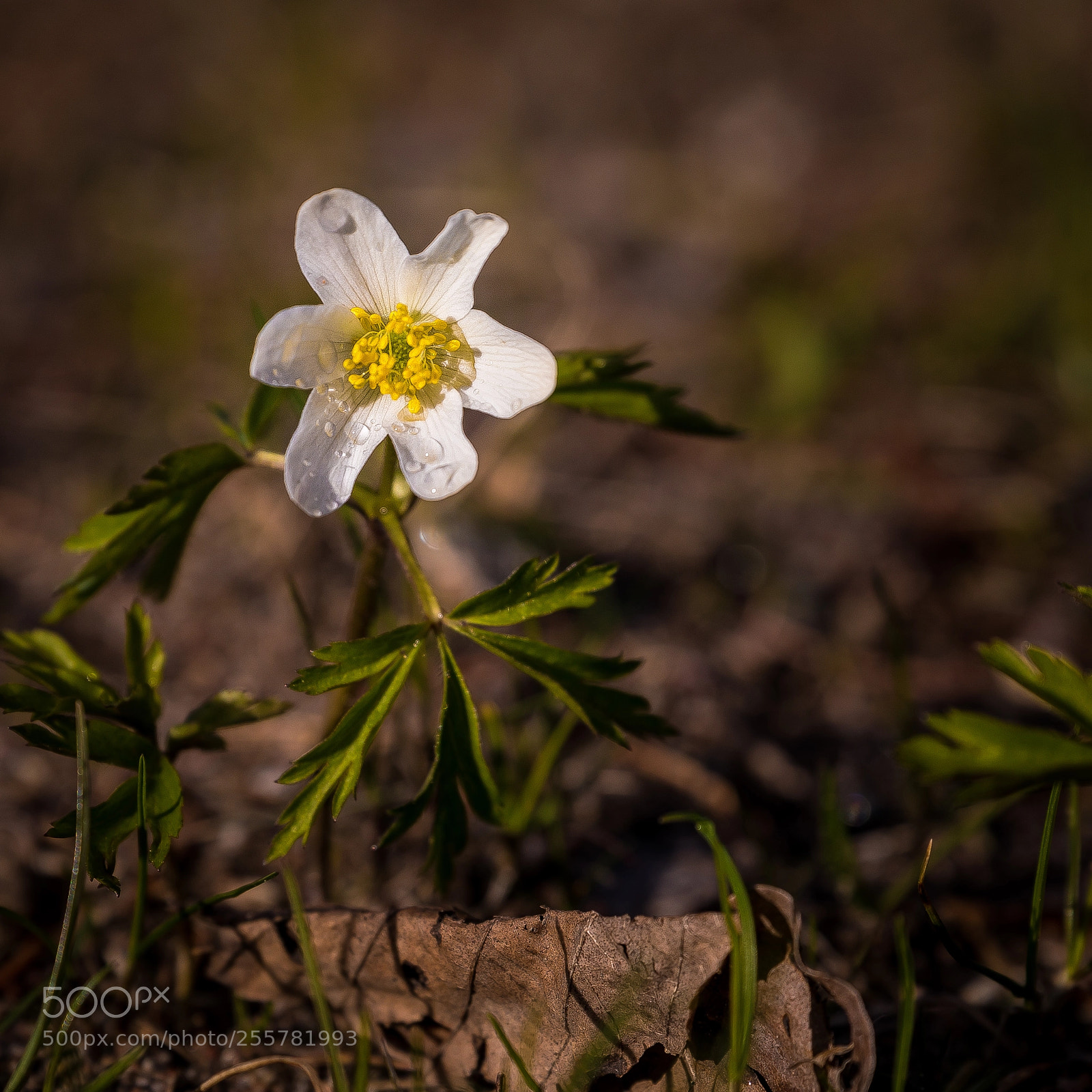Canon EOS 5D Mark IV sample photo. 3b5a5366-2.jpg photography