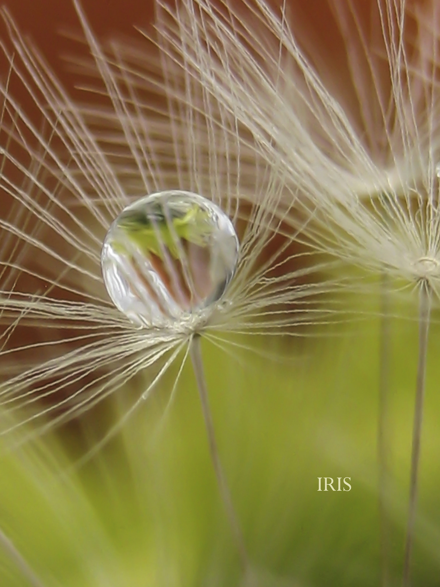 Canon DIGITAL IXUS 70 sample photo. Just a little rain photography