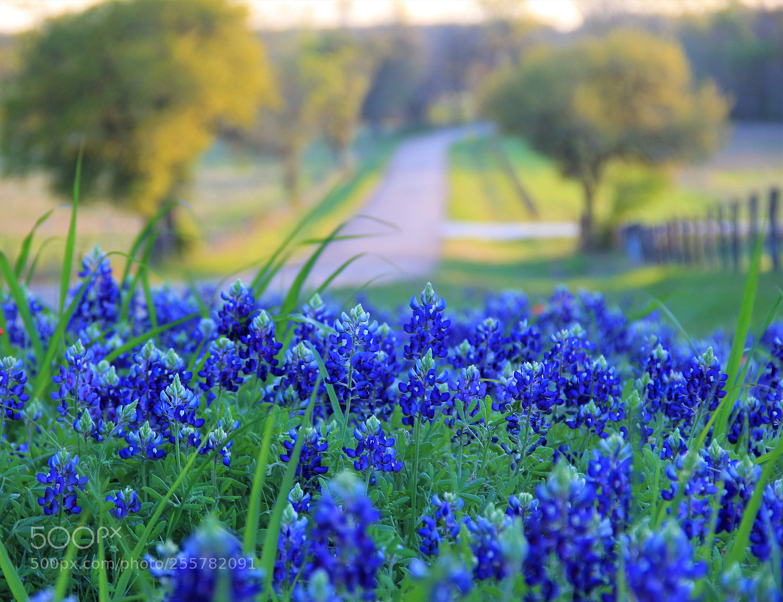 Canon EOS 60D sample photo. Welcome spring photography