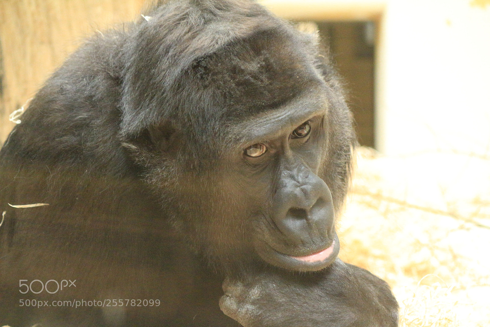 Canon EF-S 55-250mm F4-5.6 IS II sample photo. "look into my eyes" photography