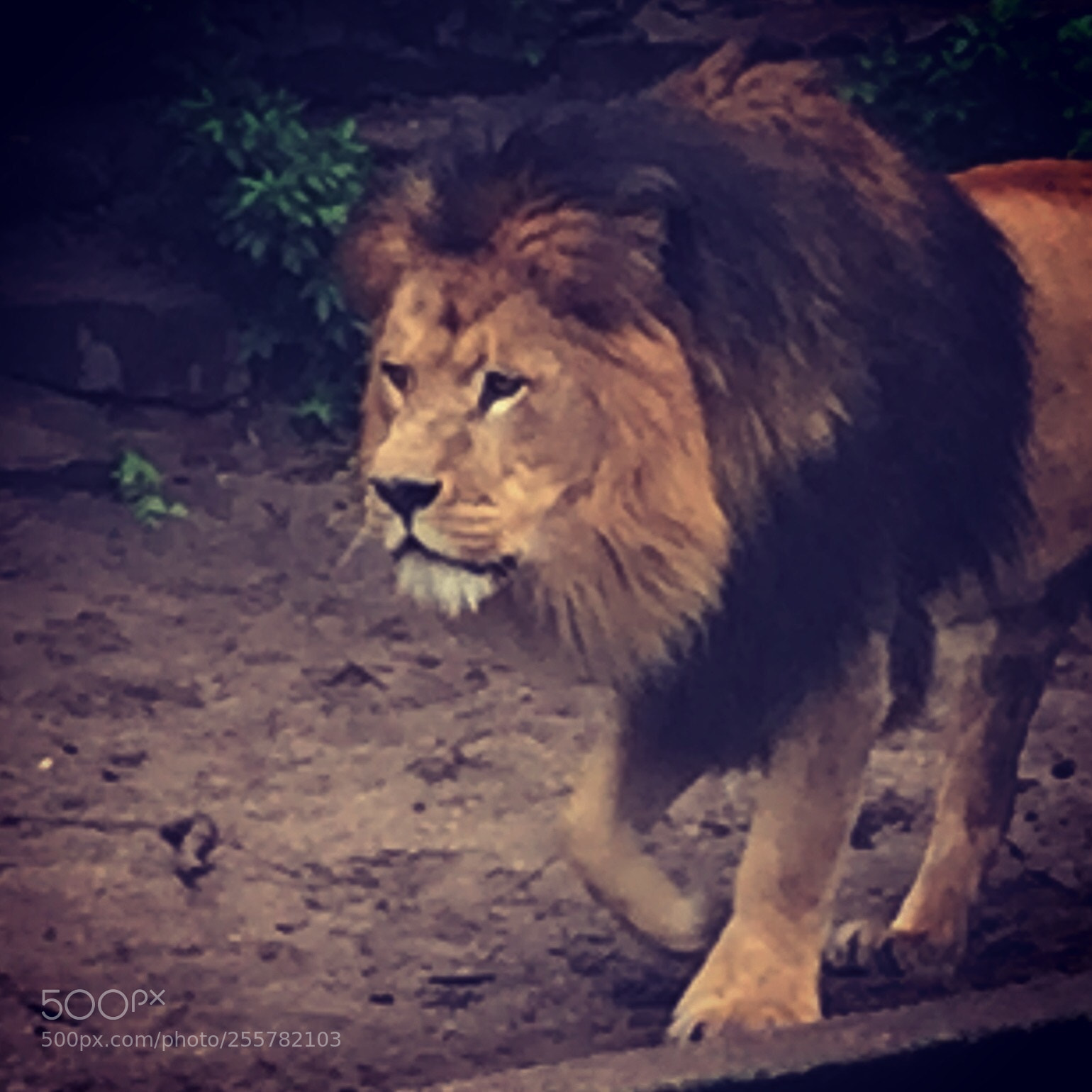 Apple iPhone 6 sample photo. Untitled photography