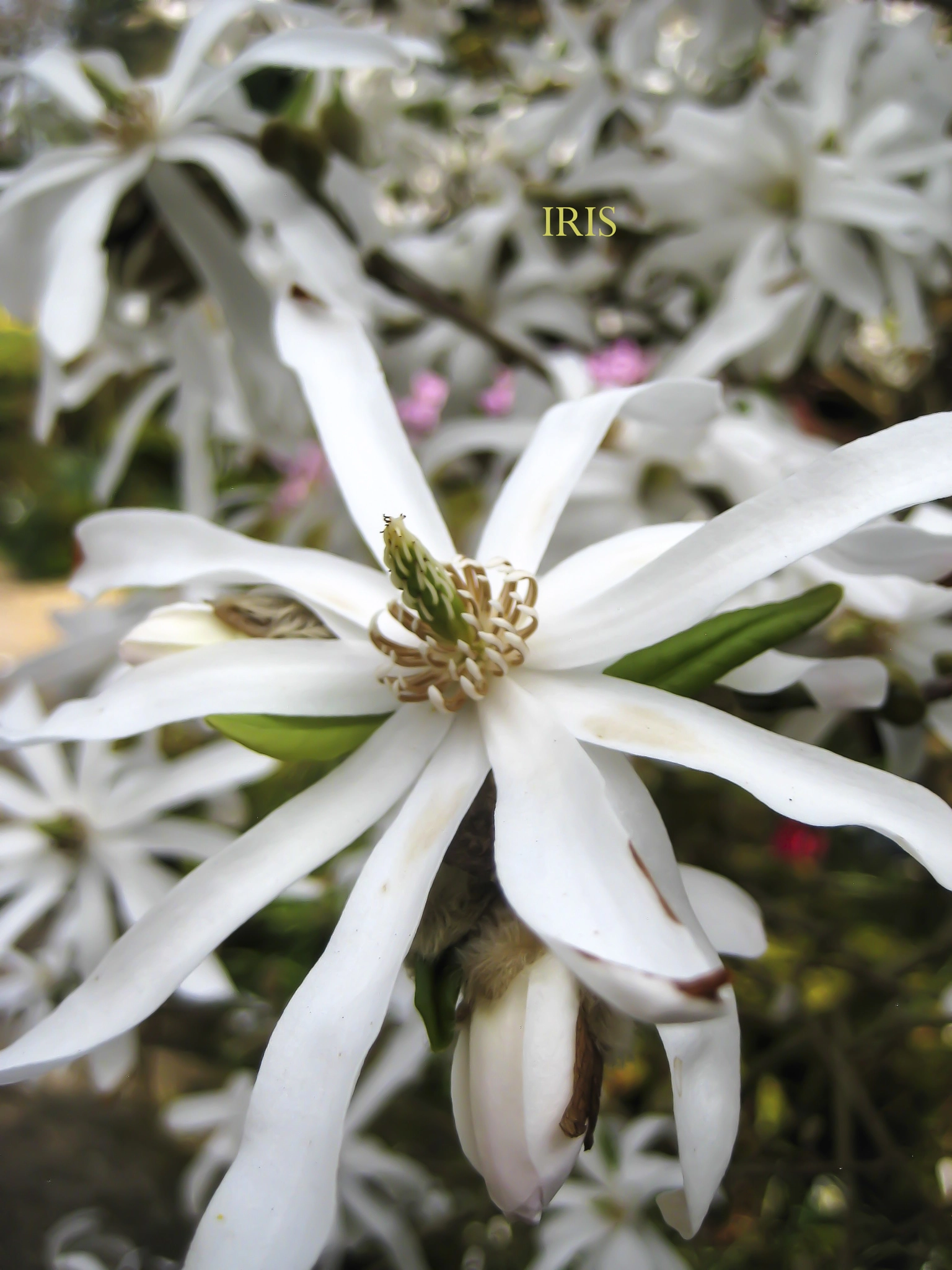 Canon DIGITAL IXUS 70 sample photo. Magnolia stellata photography