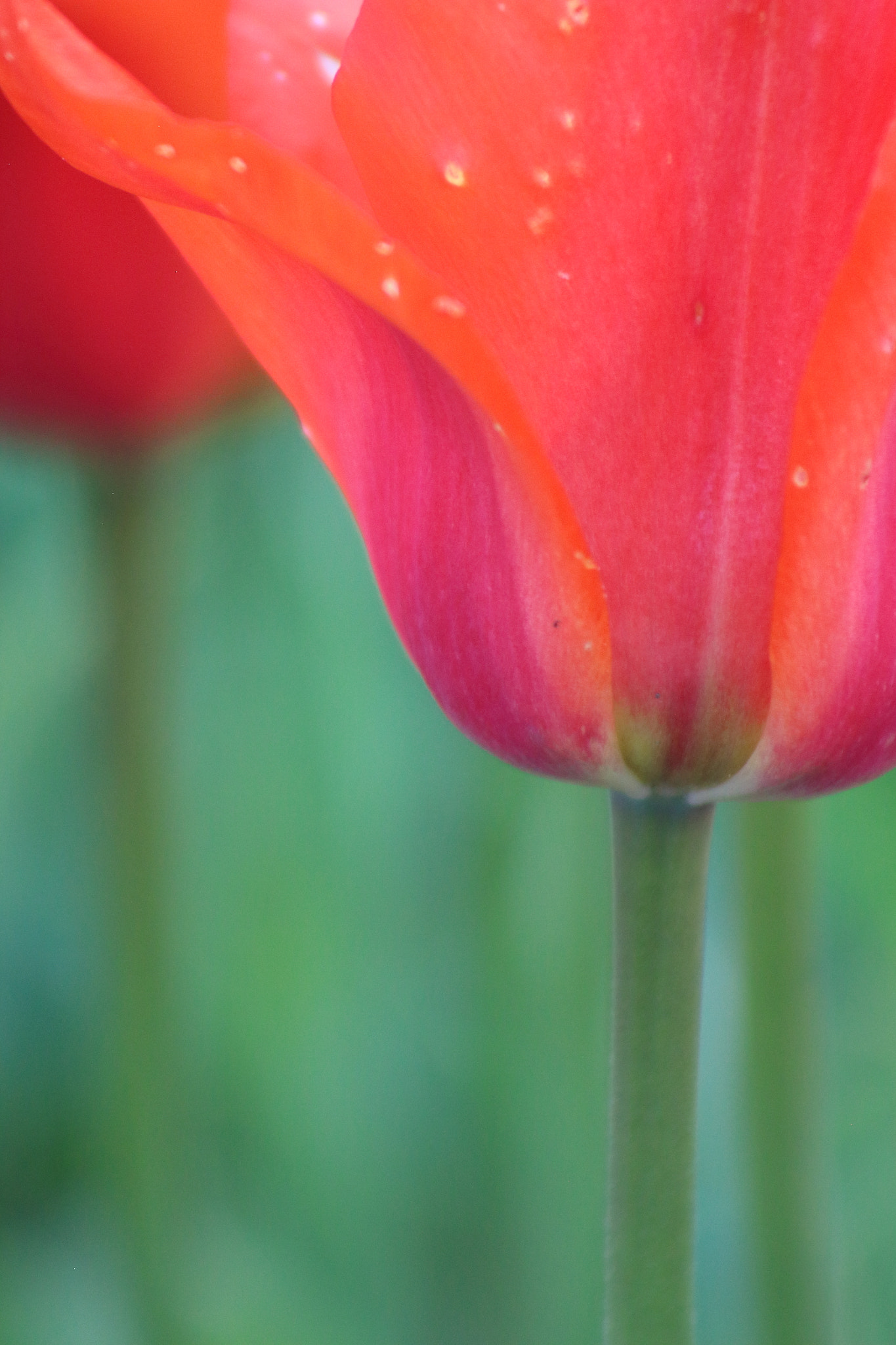 Canon EOS 100D (EOS Rebel SL1 / EOS Kiss X7) sample photo. The color of spring 2 photography