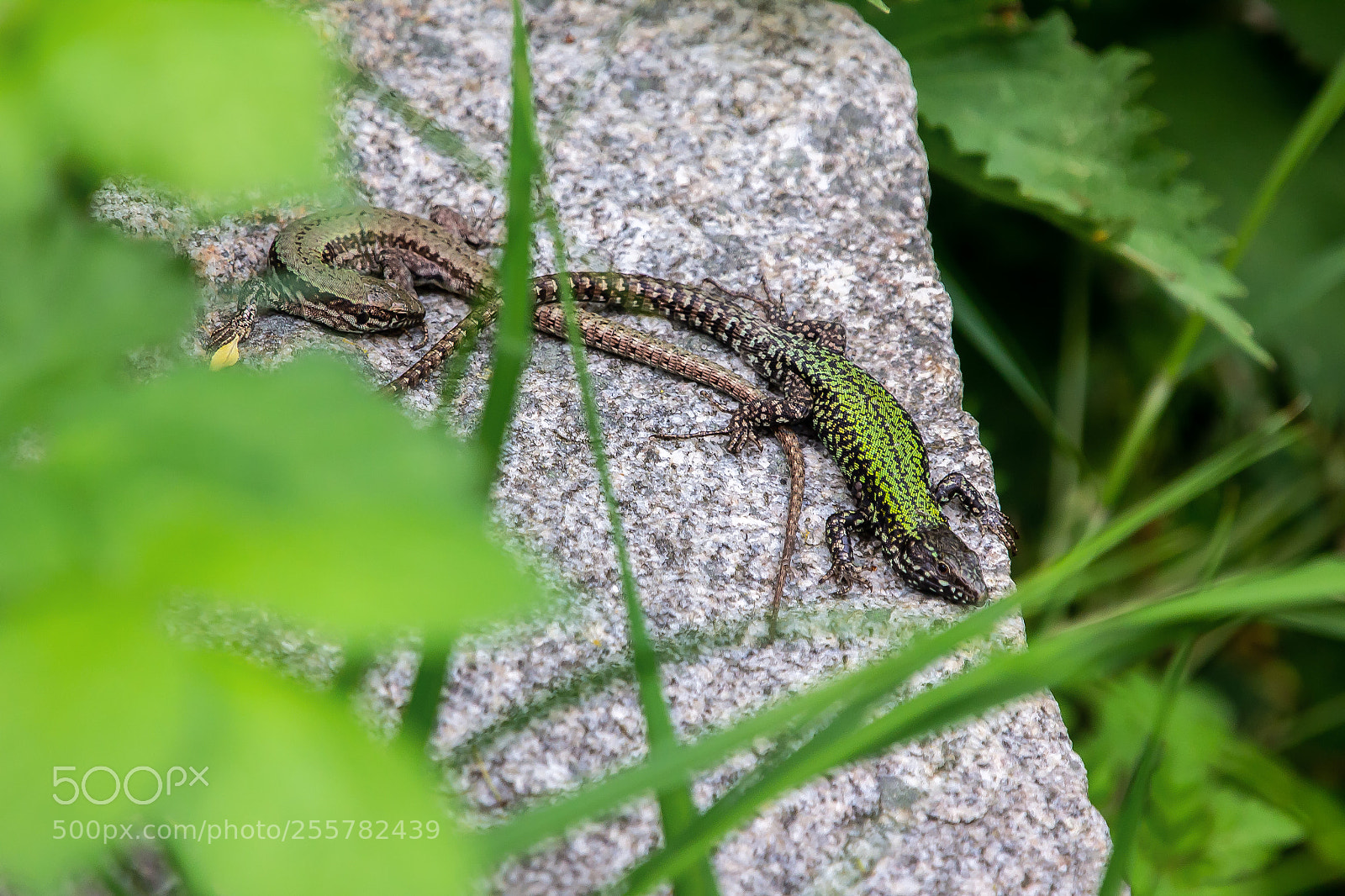 Canon EOS 60D sample photo. Mauereidechse, podarcis muralis photography