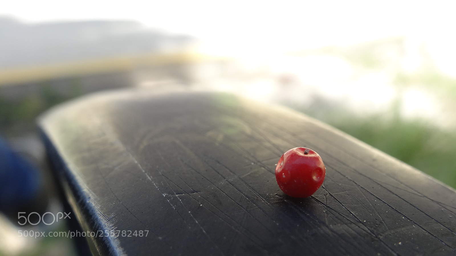 Sony Cyber-shot DSC-HX20V sample photo. Tiny photography