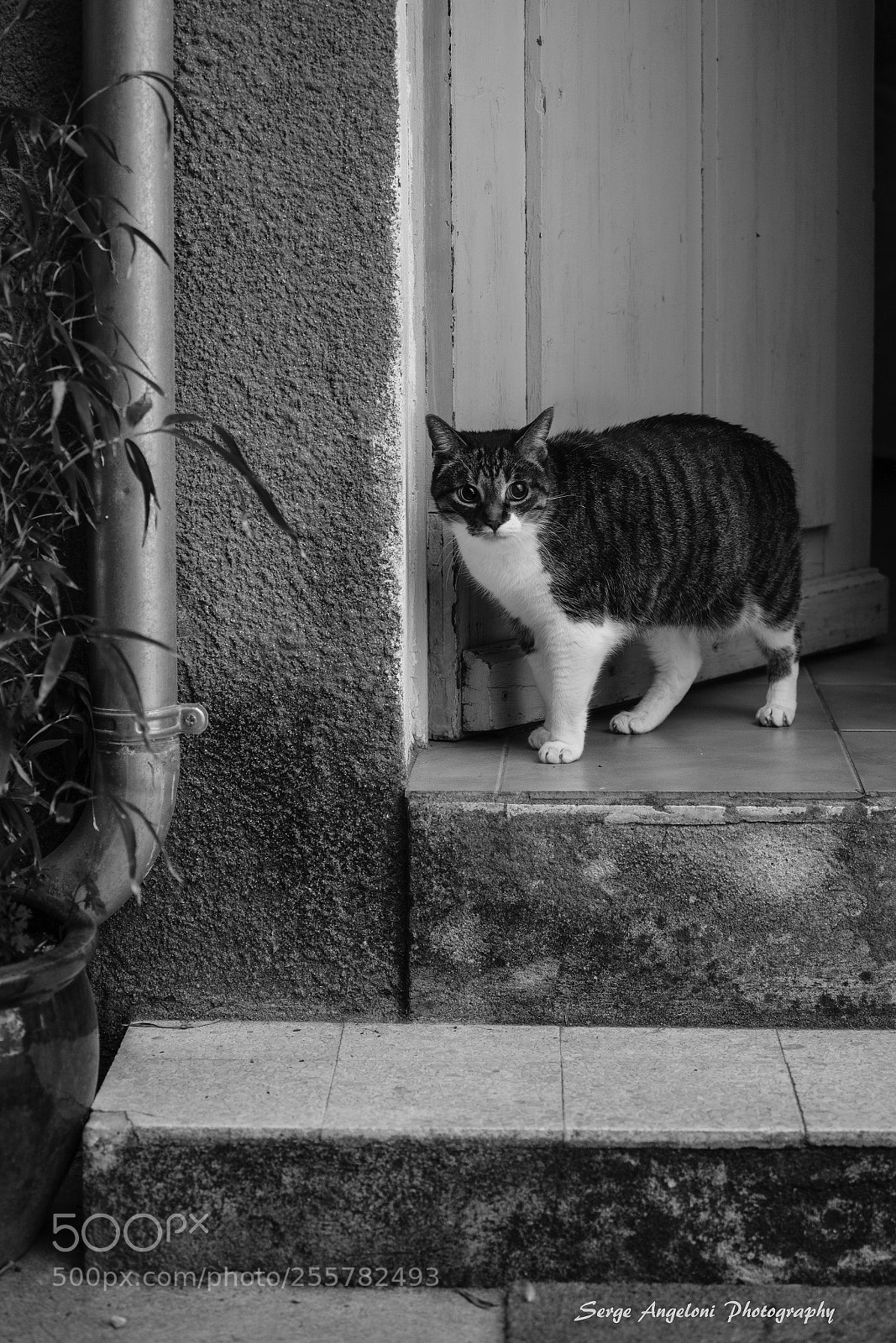 Canon EOS 5D Mark II sample photo. Ready for ballade photography