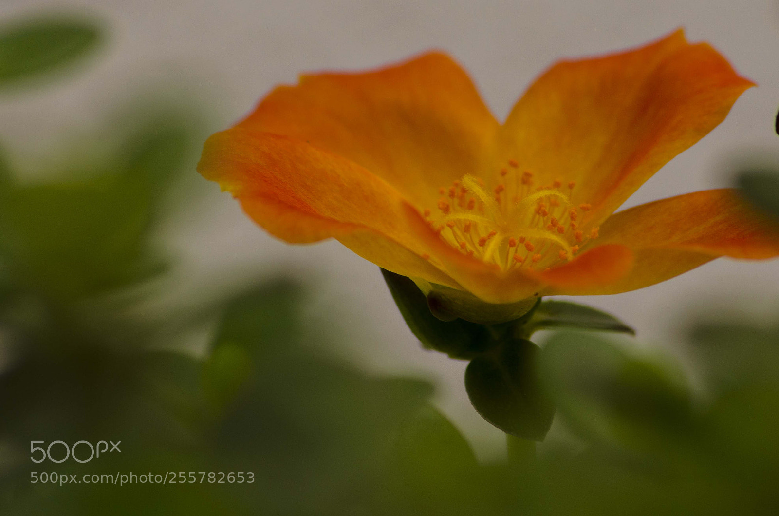 Nikon D5100 sample photo. Detalles en verdolaga naranja photography