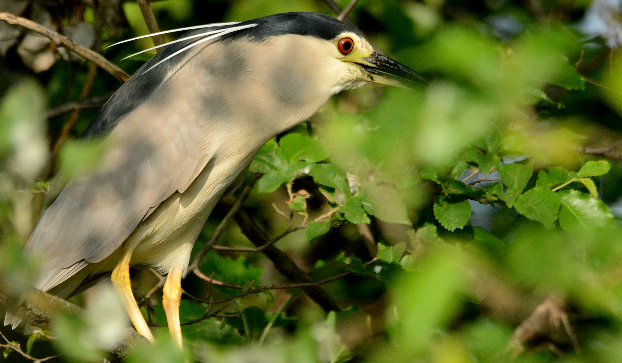 Nikon D7100 + Sigma 150-500mm F5-6.3 DG OS HSM sample photo. Black-crowned night heron photography