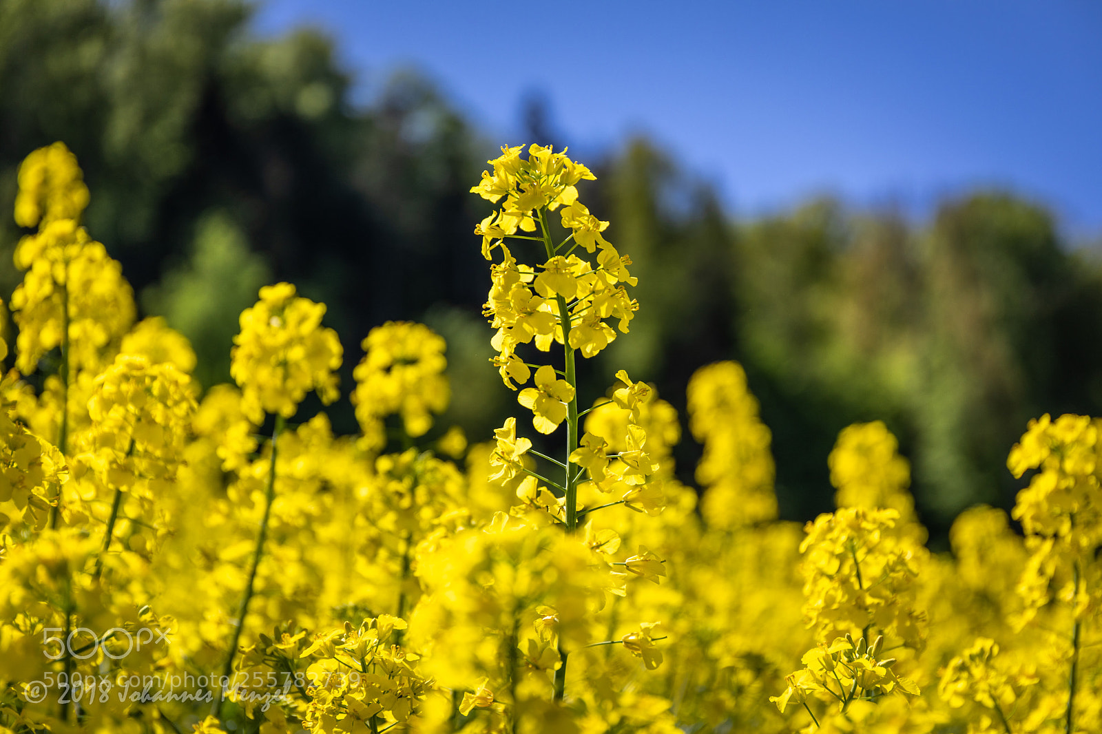 Canon EOS 5D Mark IV sample photo. The yellow season ii photography