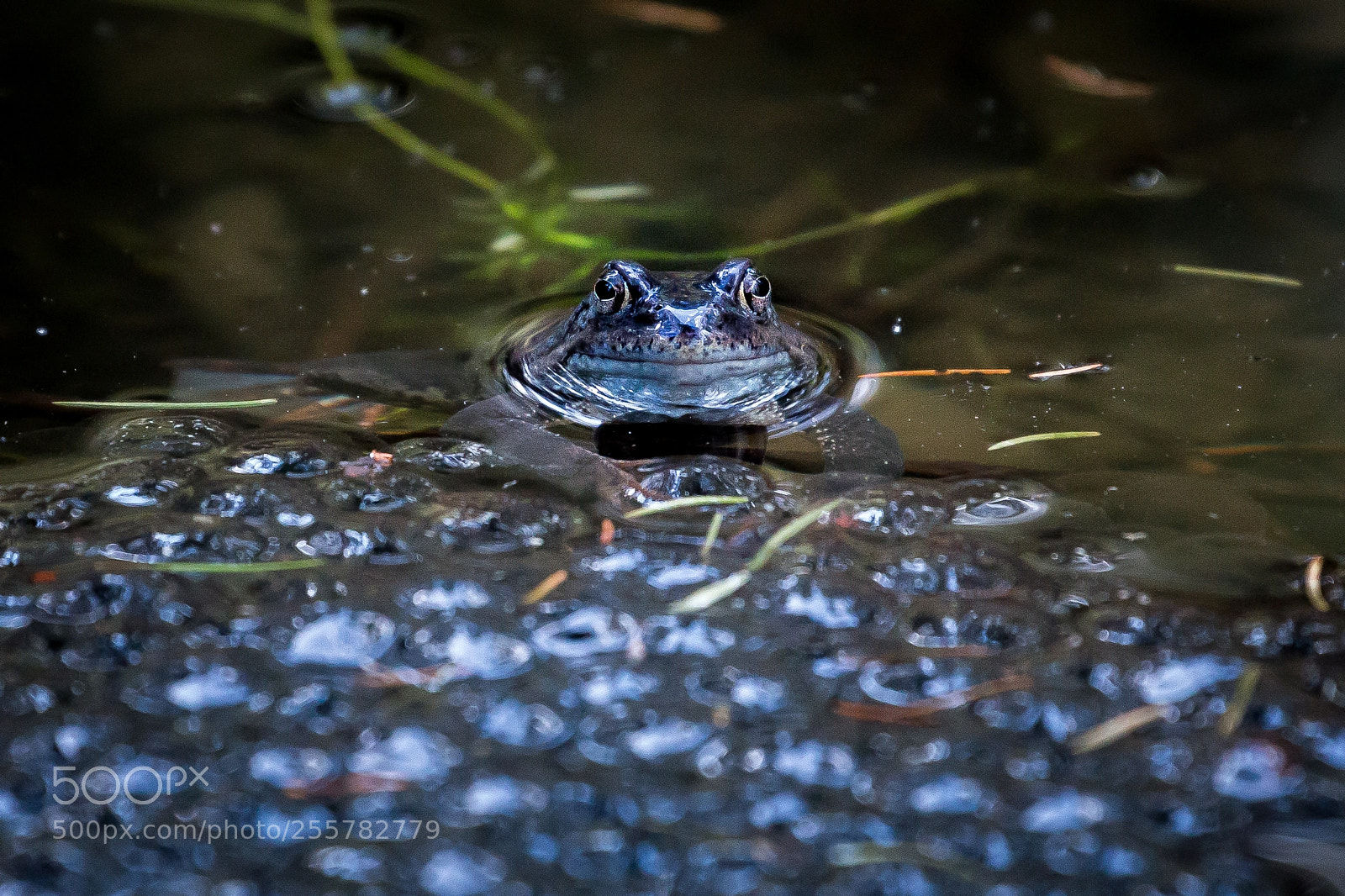 Canon EOS 70D sample photo. Img photography