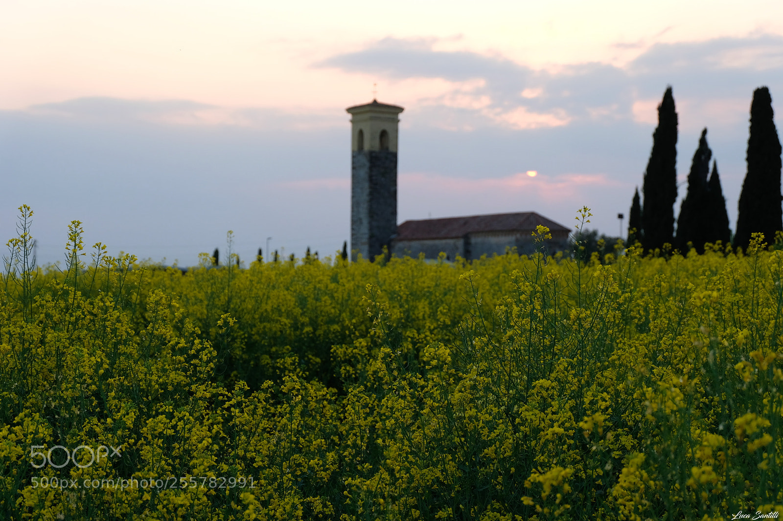 Fujifilm X-T20 sample photo. Campi di colza e photography