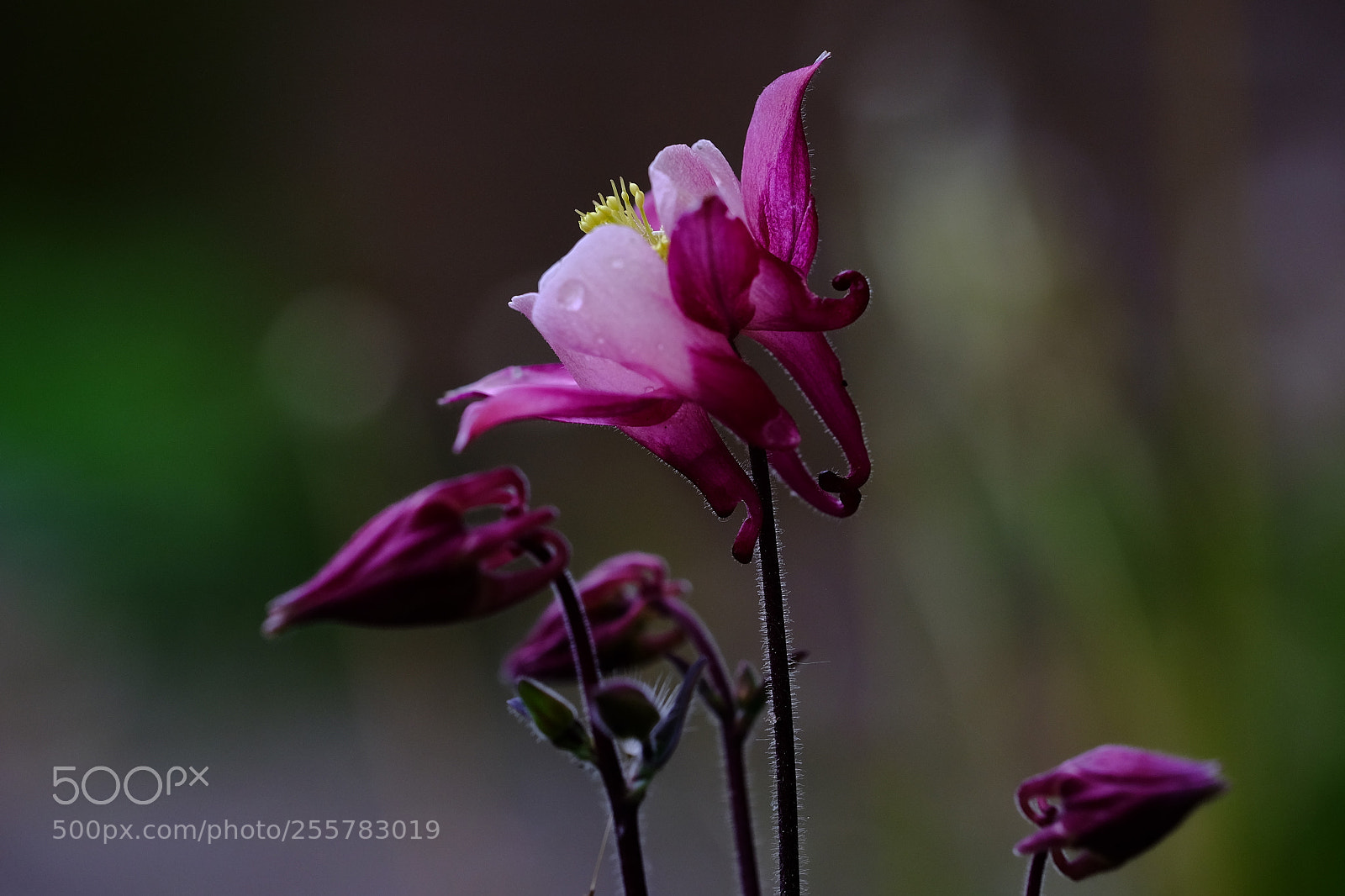 Fujifilm X-T10 sample photo. 559 photography
