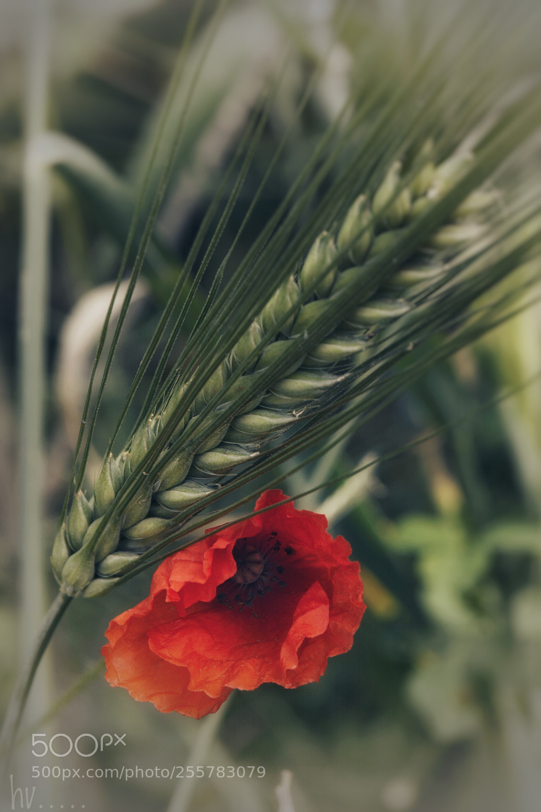 Nikon D7100 sample photo. Flowers delivered photography
