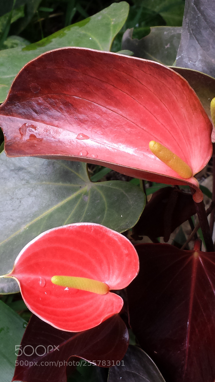 Samsung Galaxy S4 sample photo. Untitled photography
