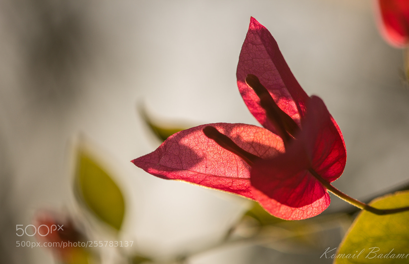 Canon EOS 60D sample photo. Bouganville photography