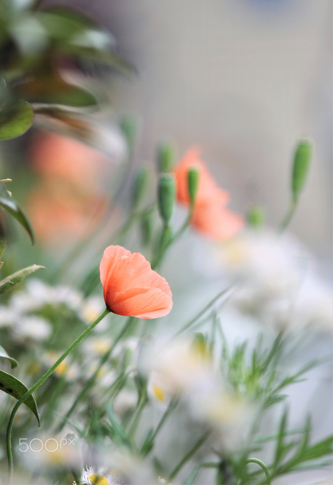 Canon EF-S 55-250mm F4-5.6 IS II sample photo. Imagination photography