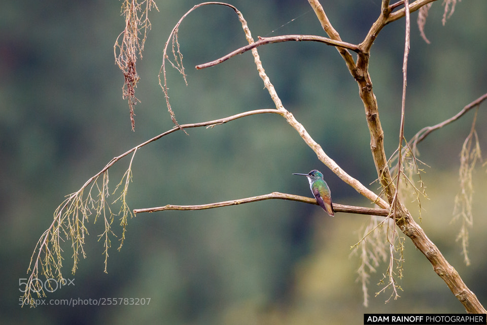 Canon EOS 70D sample photo. Andean emerald recinto del photography