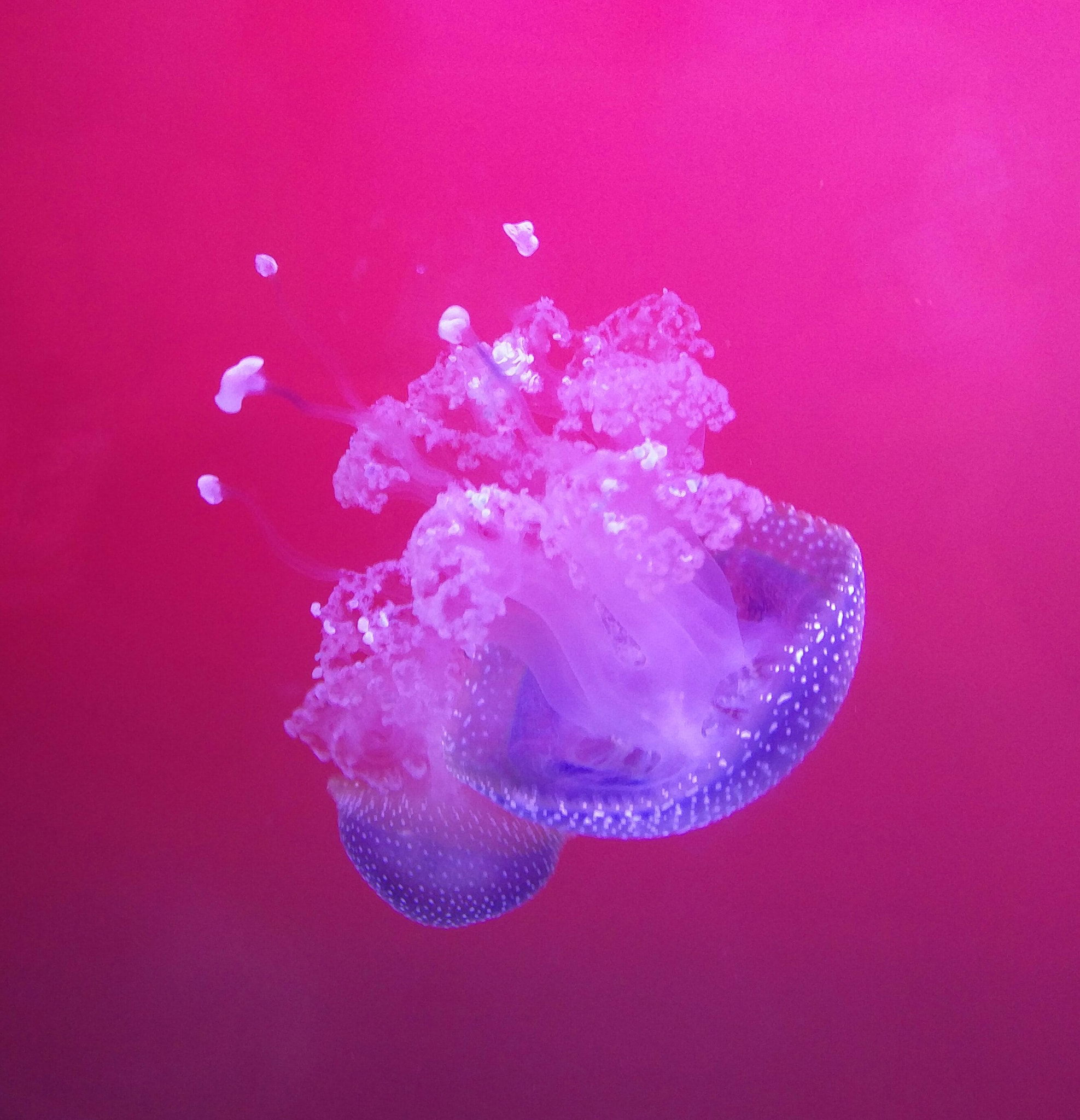 OnePlus 2 sample photo. Stockholm, sweden. aquaria. photography