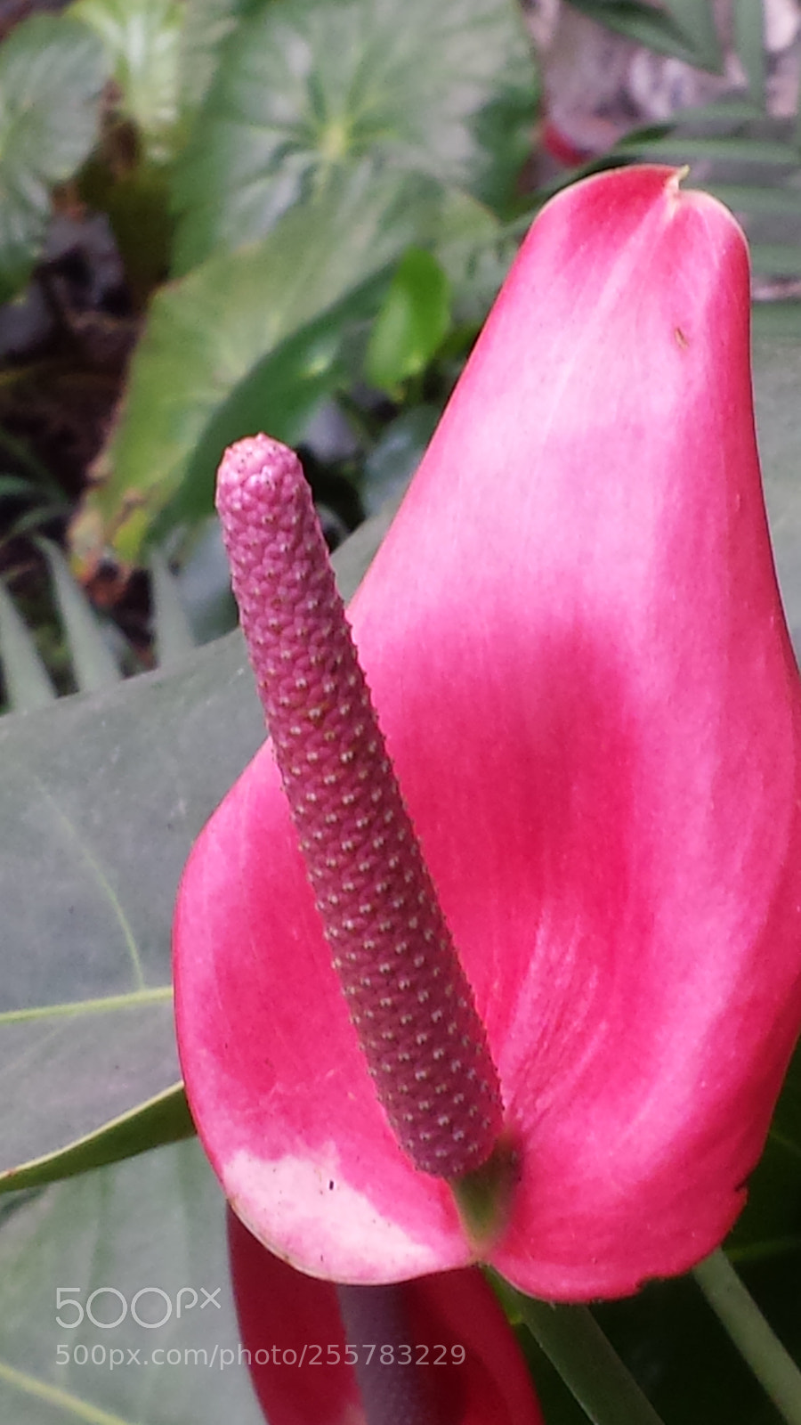 Samsung Galaxy S4 sample photo. Untitled photography