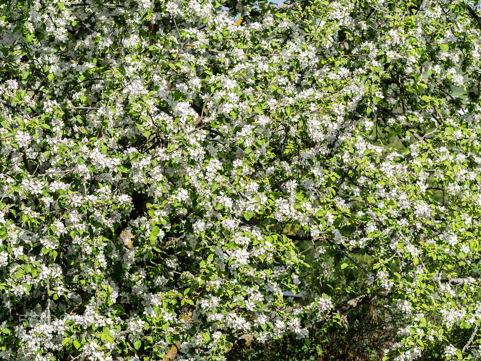 Olympus OM-D E-M1 sample photo. Apfelblüten  photography
