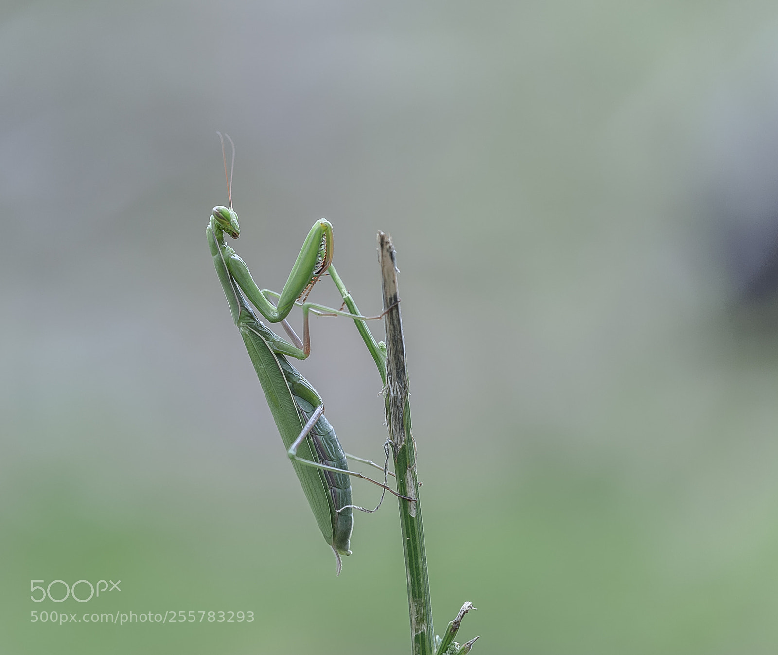 Nikon D3 sample photo. Mantis photography