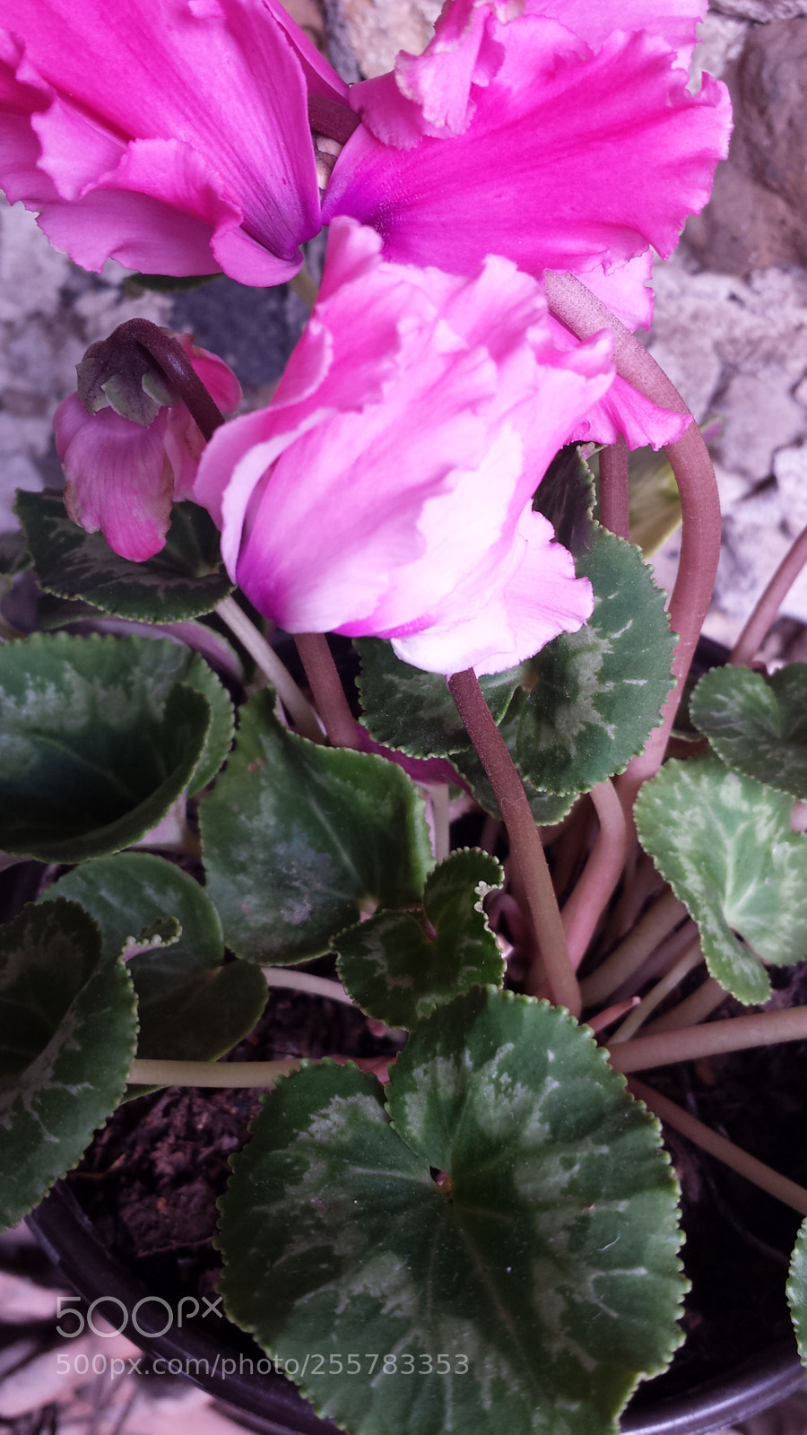 Samsung Galaxy S4 sample photo. Untitled photography