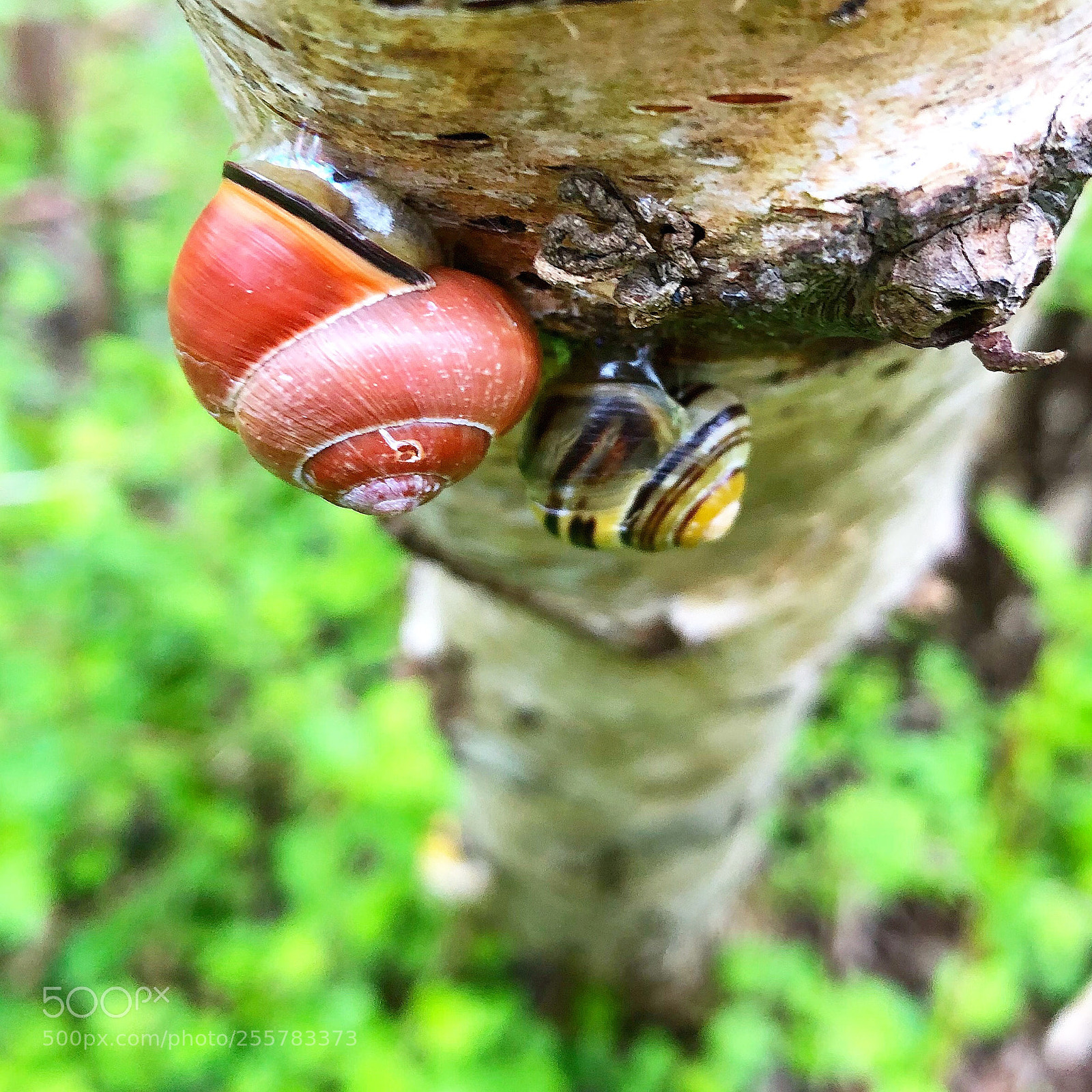 Apple iPhone 8 Plus sample photo. Snails high up in photography