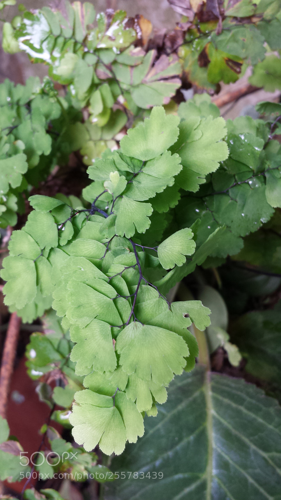 Samsung Galaxy S4 sample photo. Untitled photography