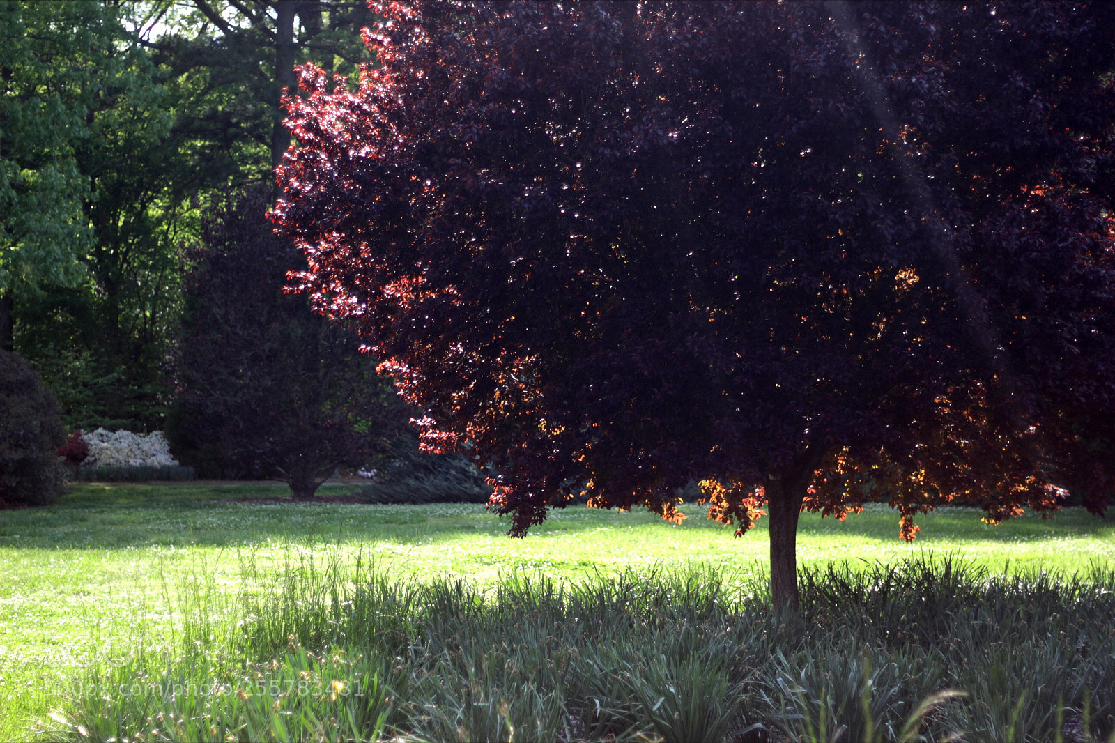 Canon EOS 60D sample photo. The dark tree photography
