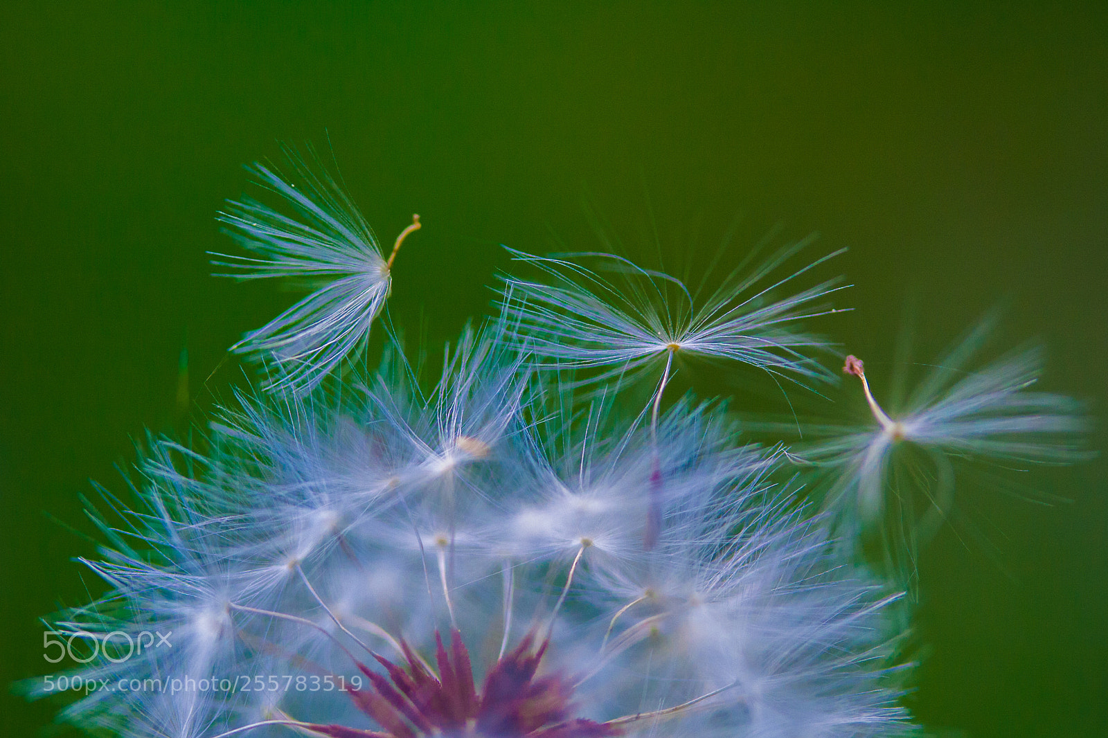 Canon EOS 1000D (EOS Digital Rebel XS / EOS Kiss F) sample photo. Dandelion photography