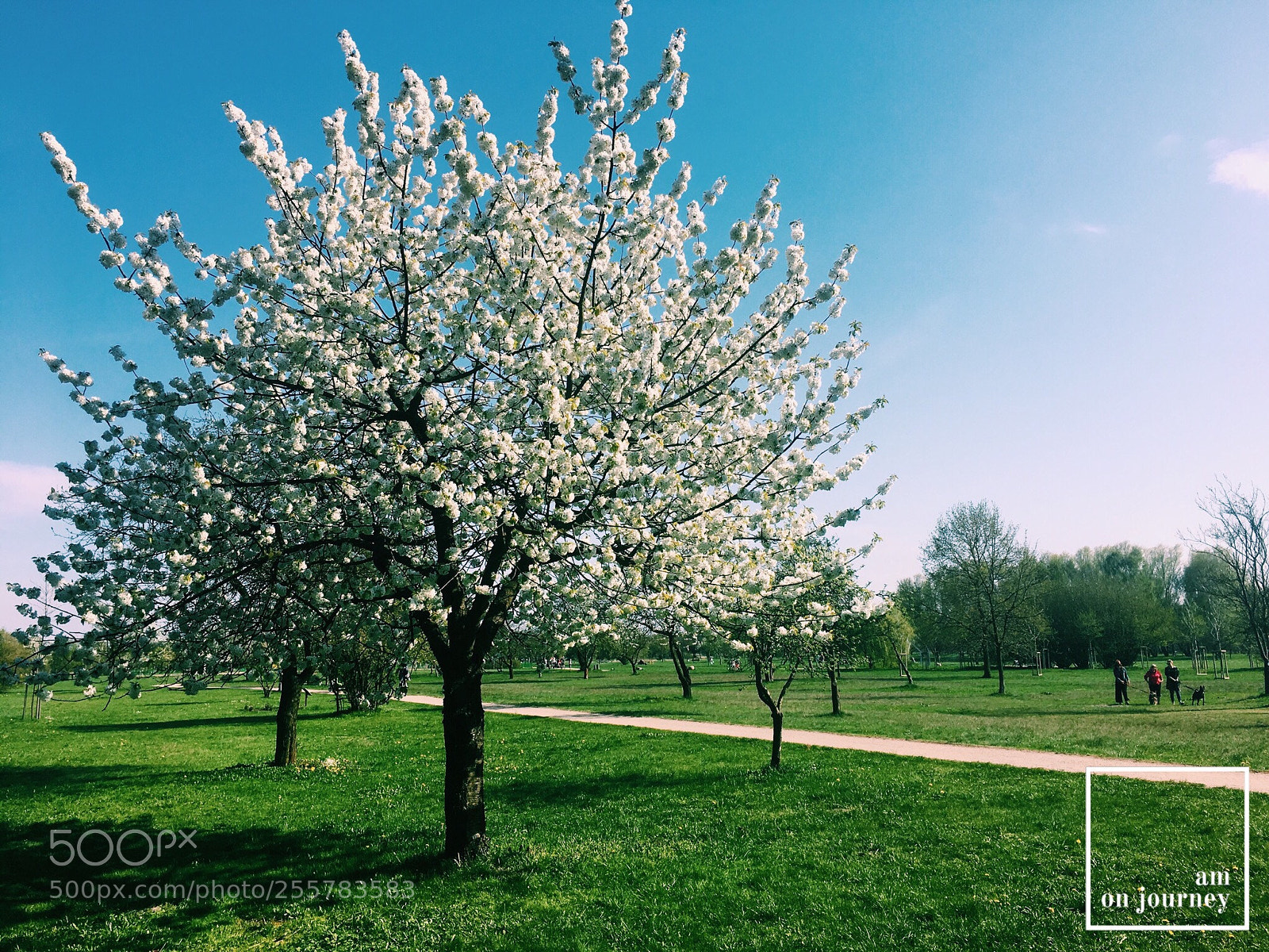 Apple iPhone 6s sample photo. Blooming apple tree photography
