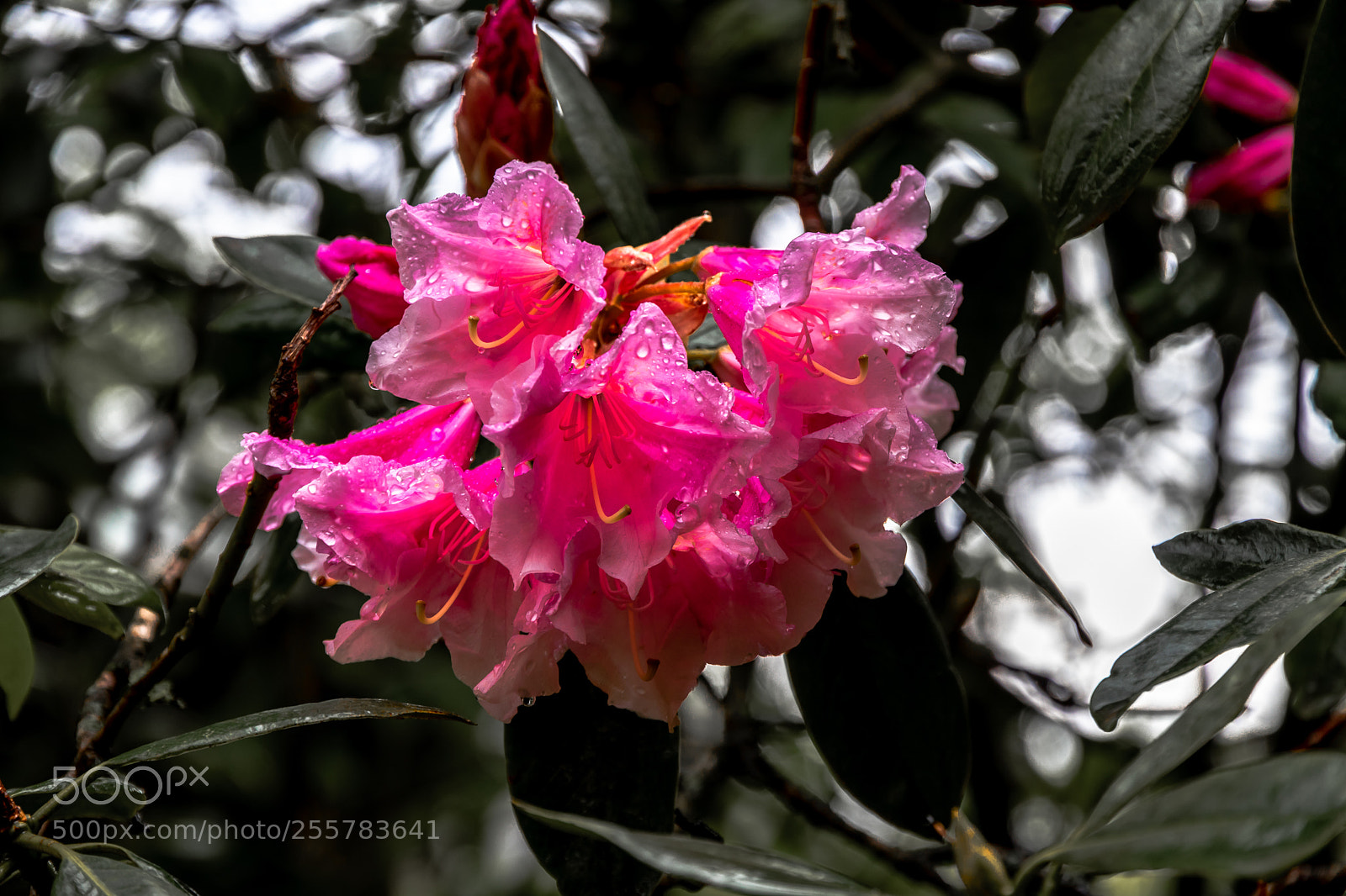 Canon EOS 80D sample photo. Pink flower at tree photography