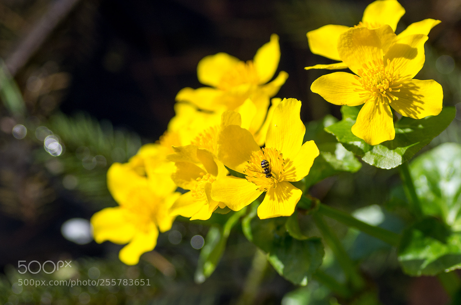 Pentax K-5 sample photo. Wetland yellow flowers bloom photography