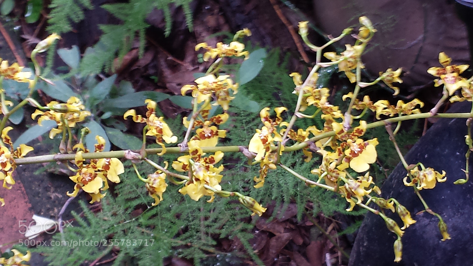 Samsung Galaxy S4 sample photo. Untitled photography