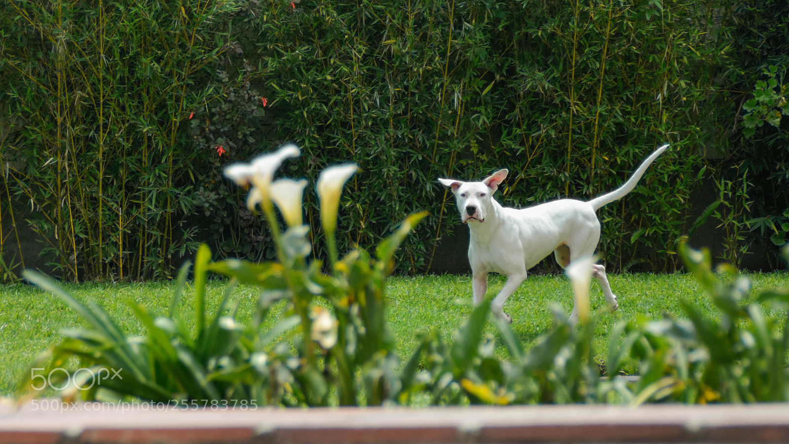 Nikon D5200 sample photo. Gucci photography