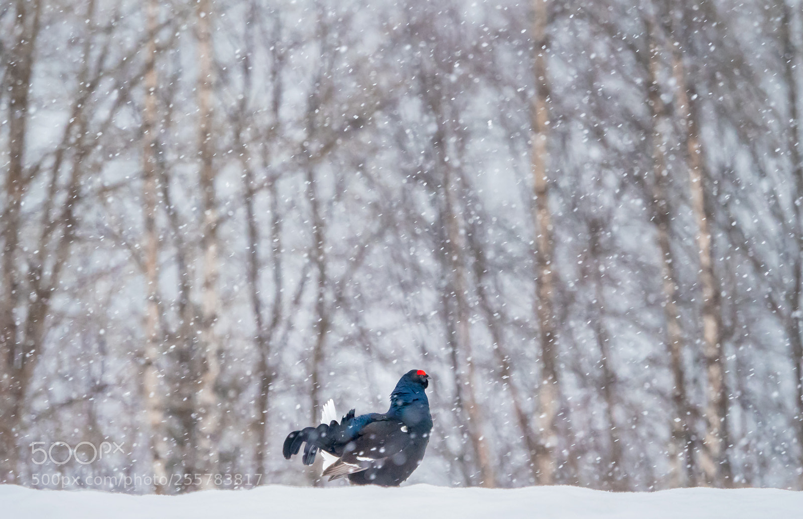 Olympus OM-D E-M1 Mark II sample photo. Black grouse in the photography