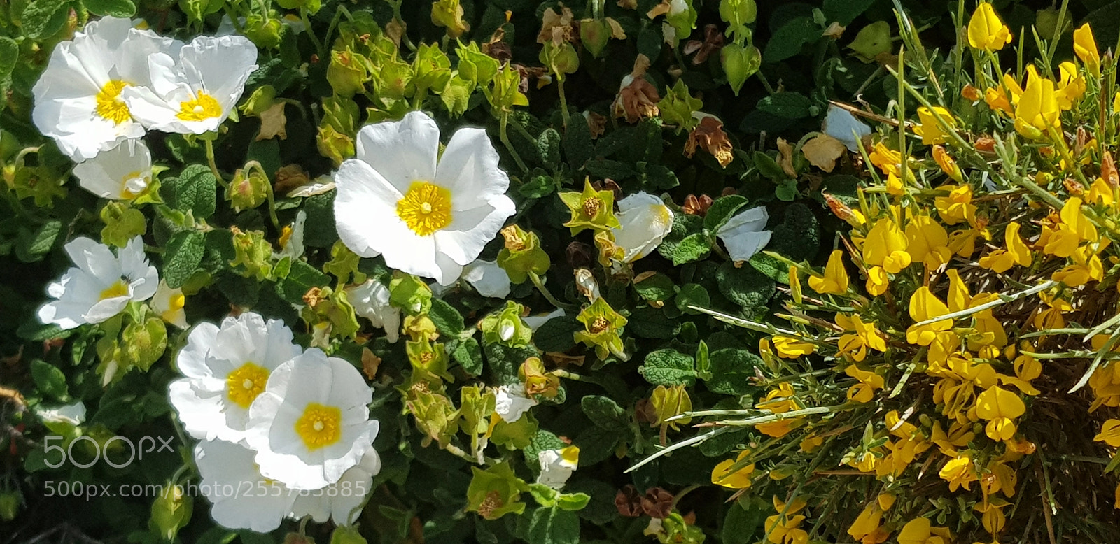 Samsung Galaxy S8 sample photo. Jaune et blanc photography