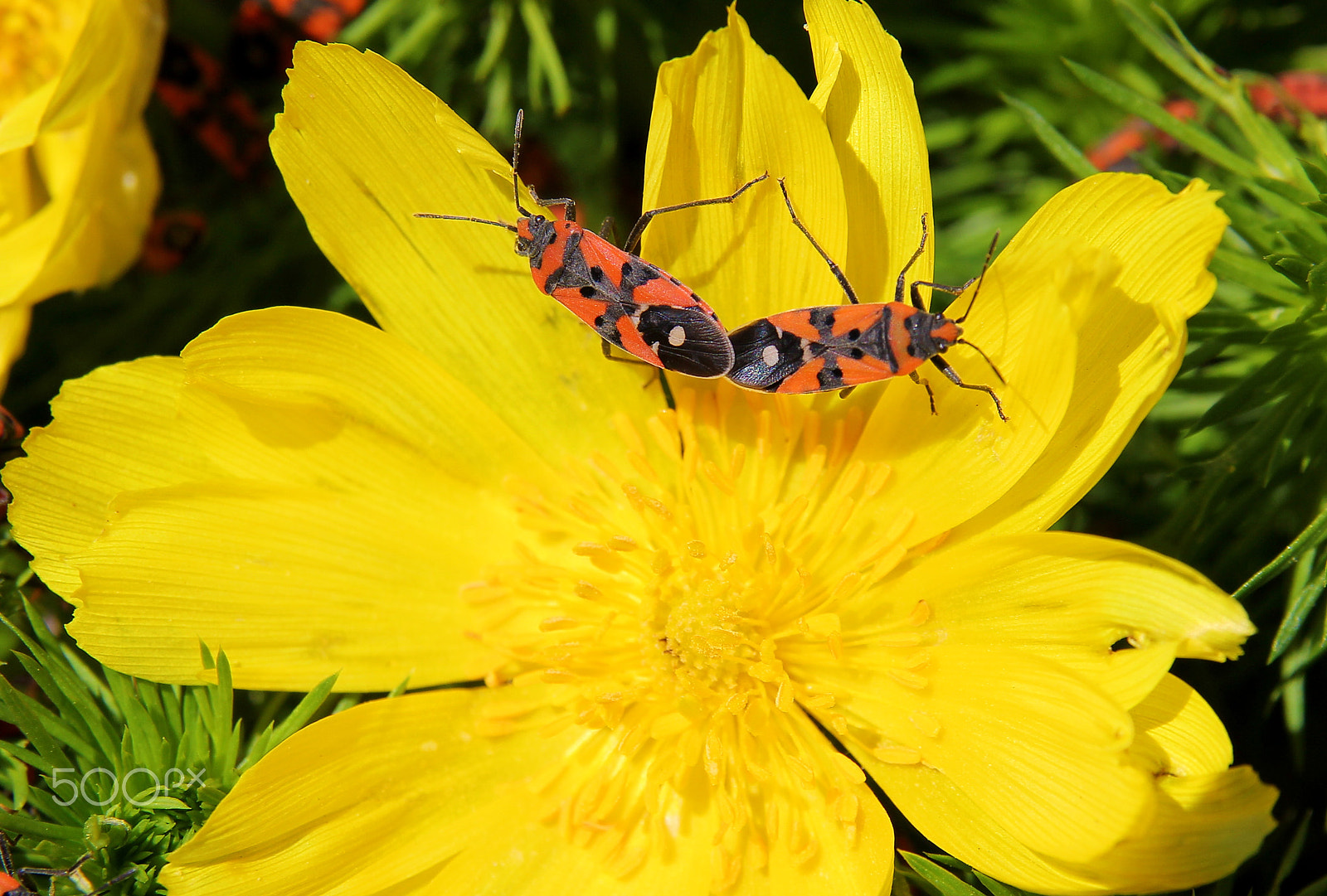 Canon EOS 60D + Sigma 17-70mm F2.8-4 DC Macro OS HSM sample photo. It started photography