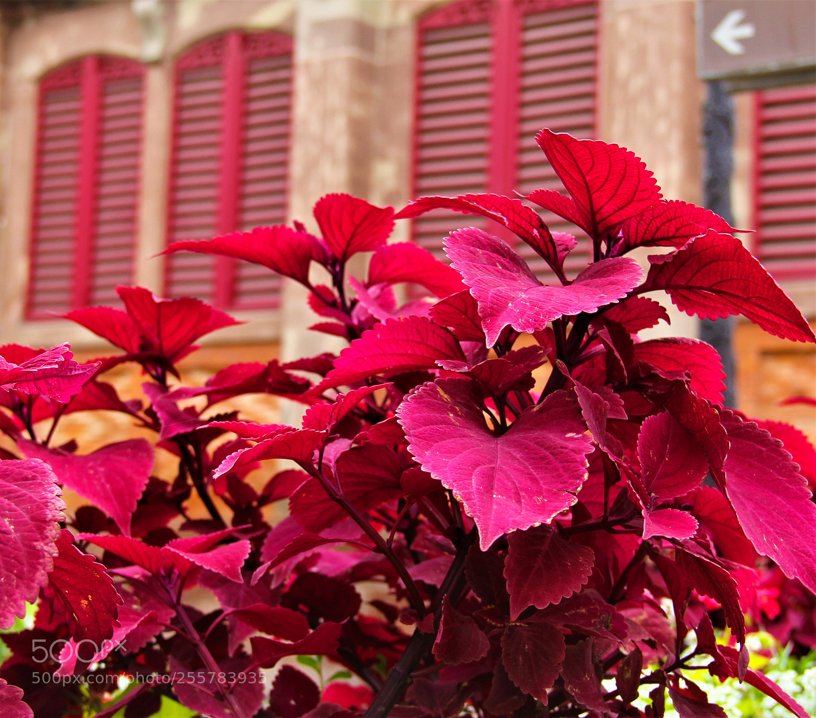 Canon EOS 60D sample photo. Rojos photography