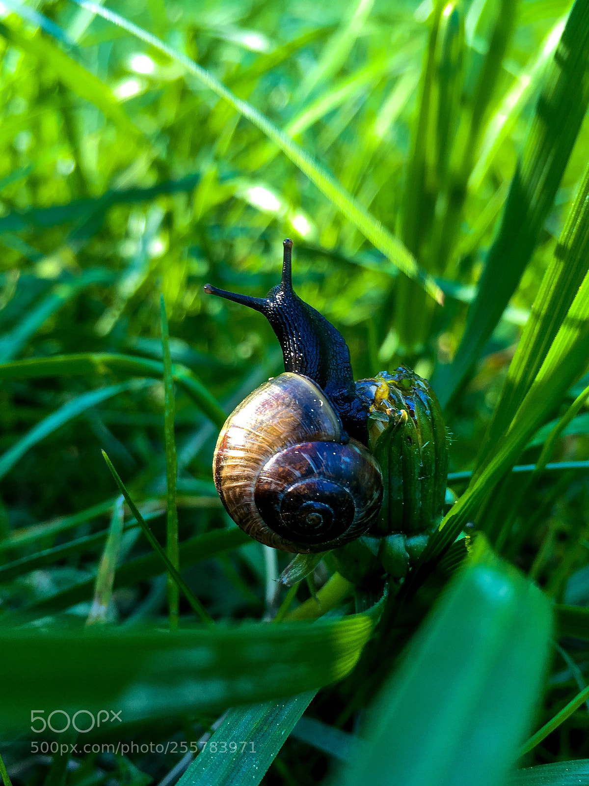 Apple iPhone 6s Plus sample photo. Schnecke photography