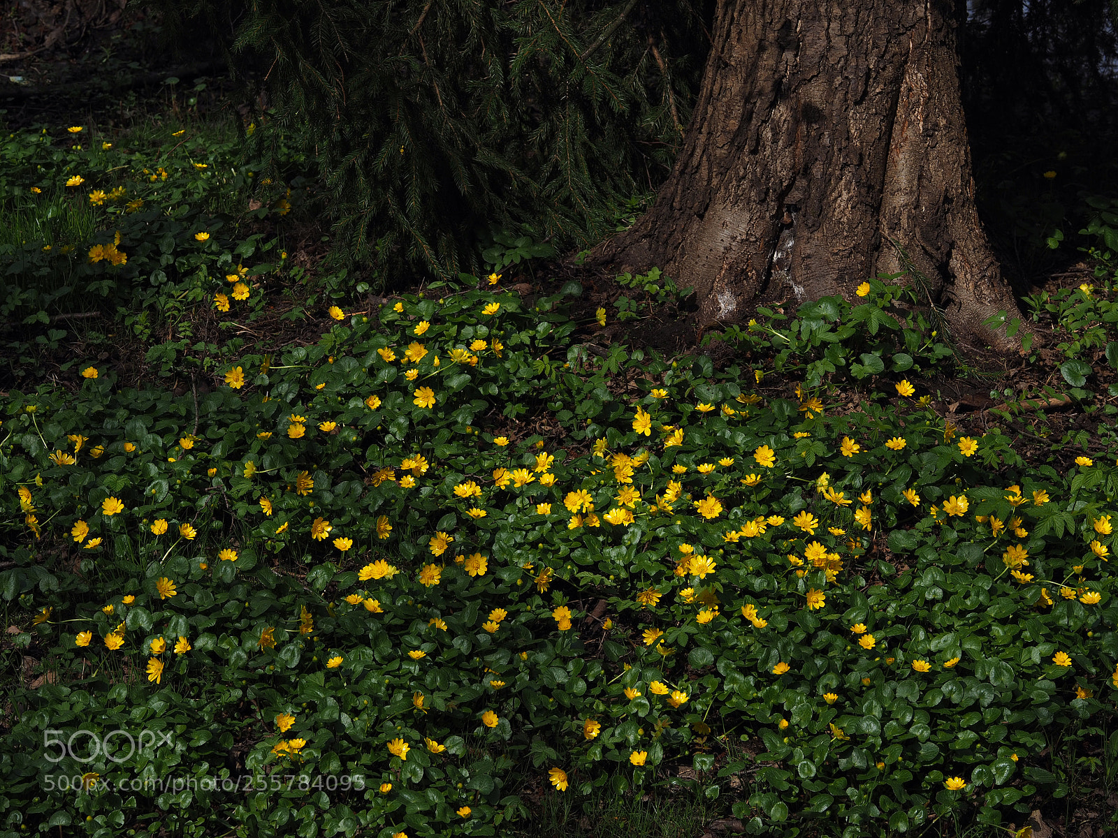 Olympus OM-D E-M10 sample photo. Fairytale photography